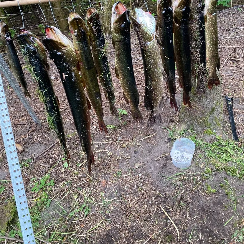 Northern pike caught on Fishbrain