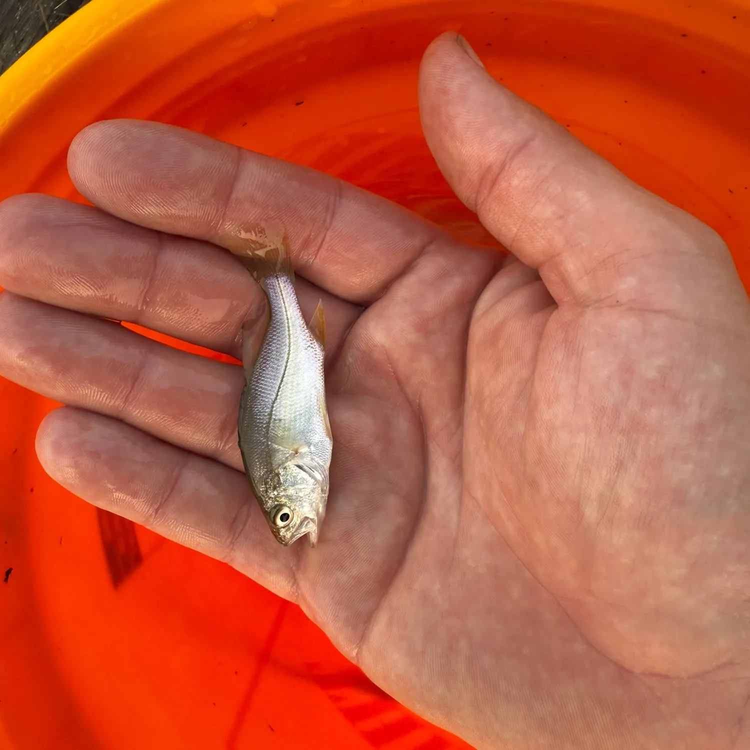 The most recent Silver perch catches on Fishbrain