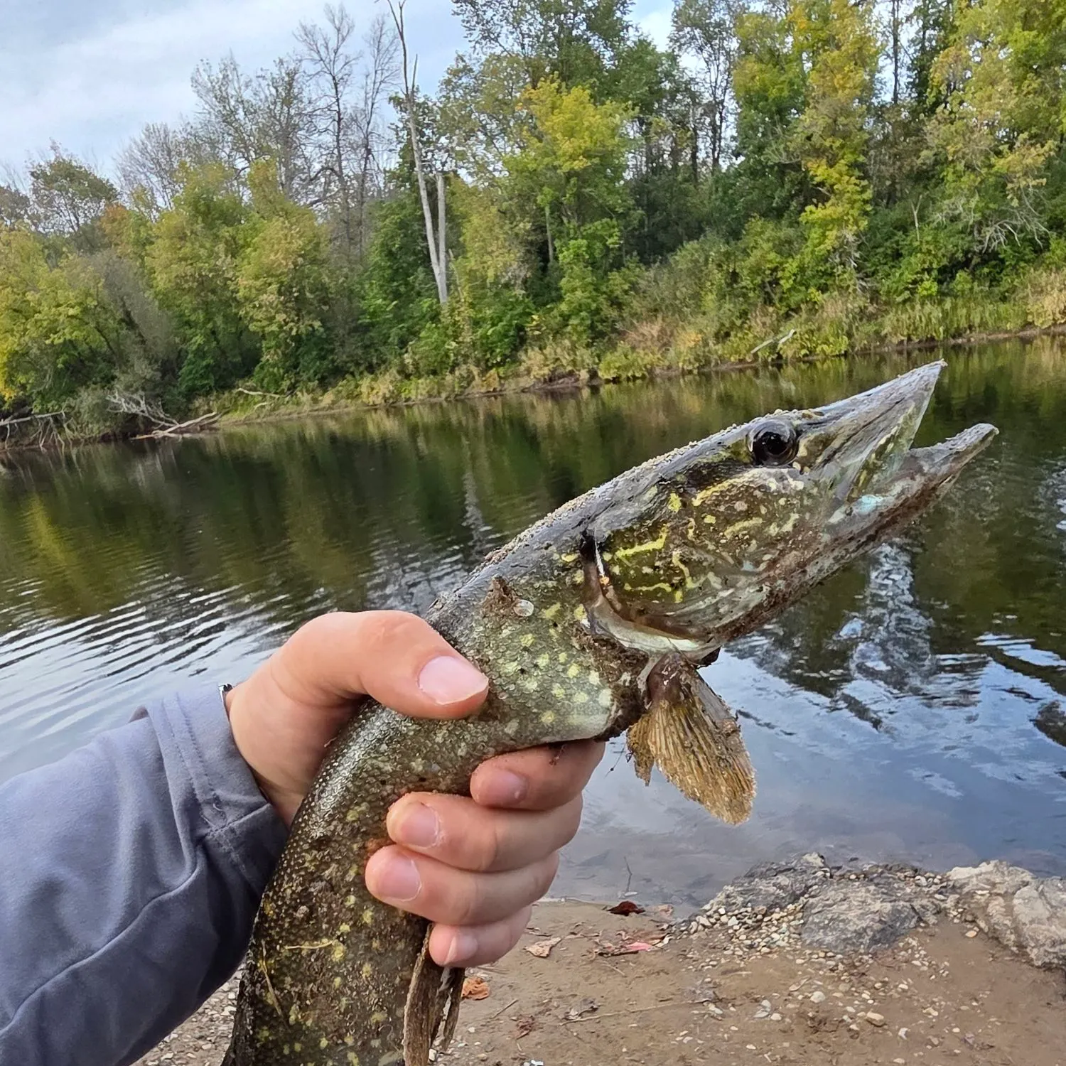 Northern pike caught on Fishbrain