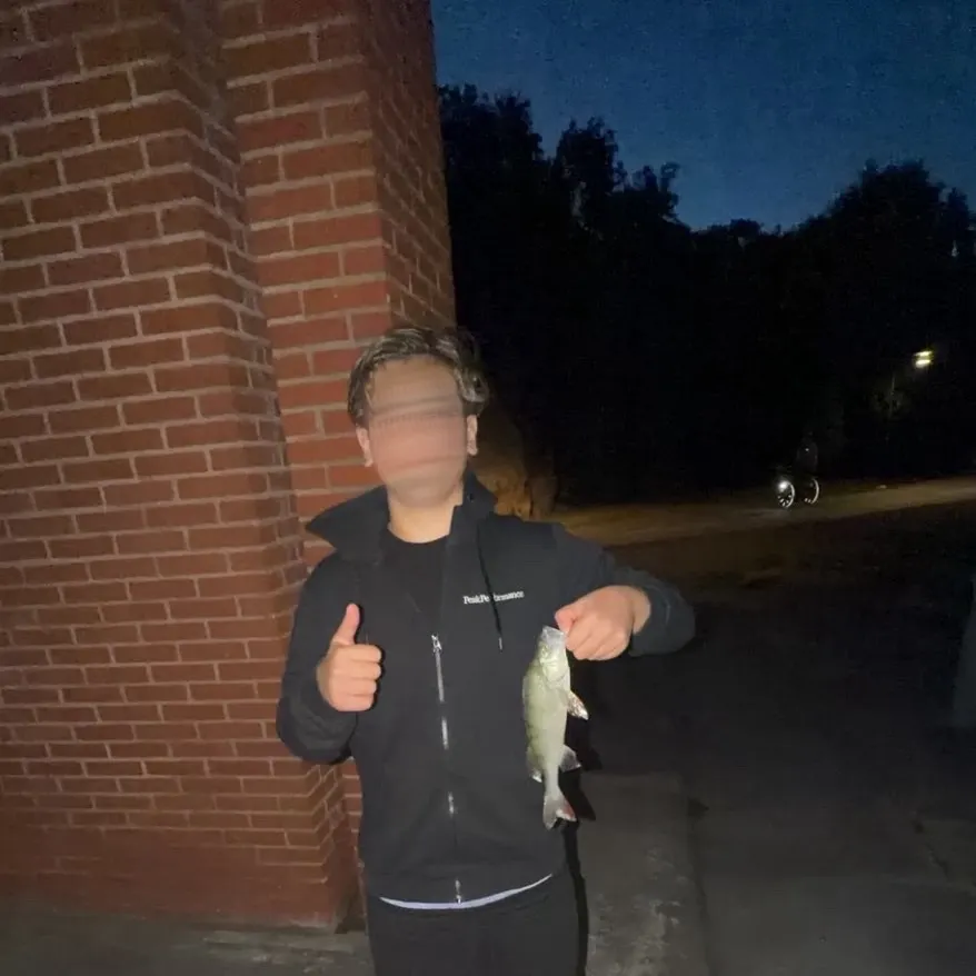 European perch caught on Fishbrain