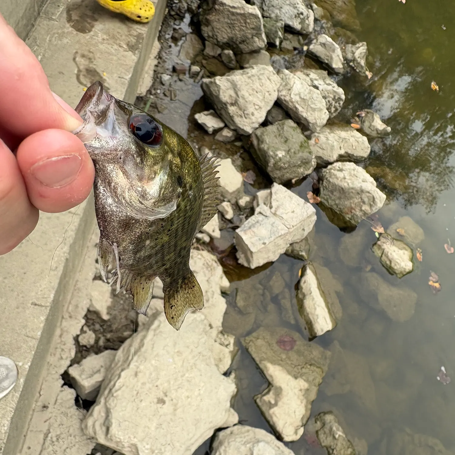 Rock bass caught on Fishbrain