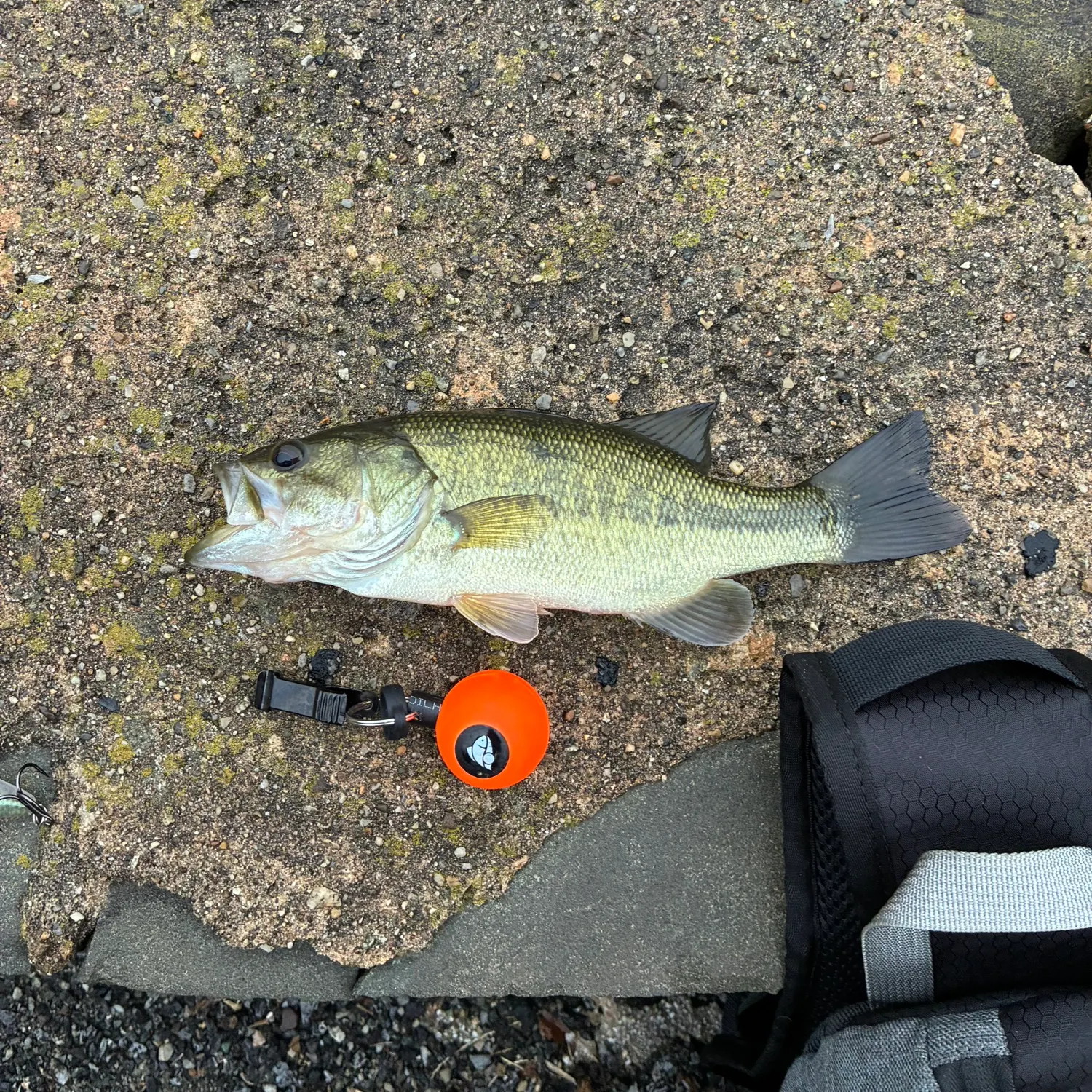 Largemouth bass caught on Fishbrain