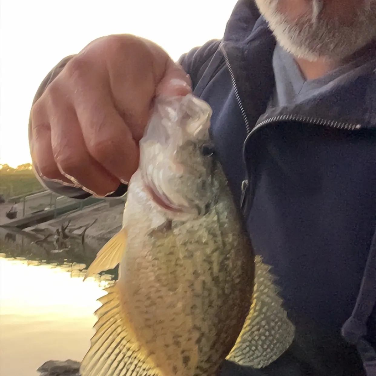 Black crappie caught on Fishbrain