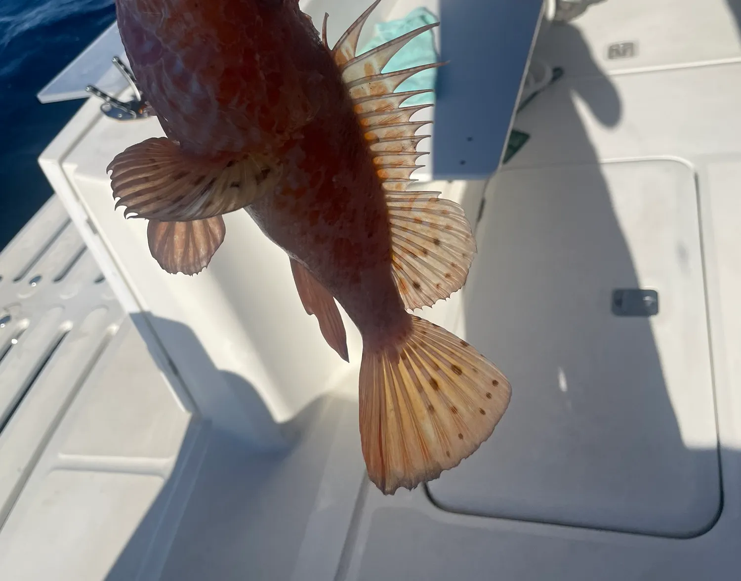 Small red scorpionfish