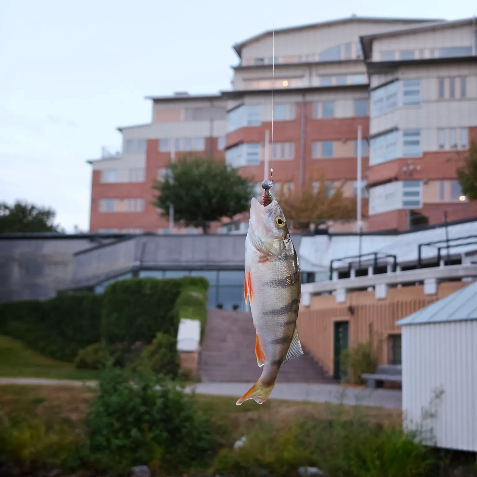 European perch caught on Fishbrain