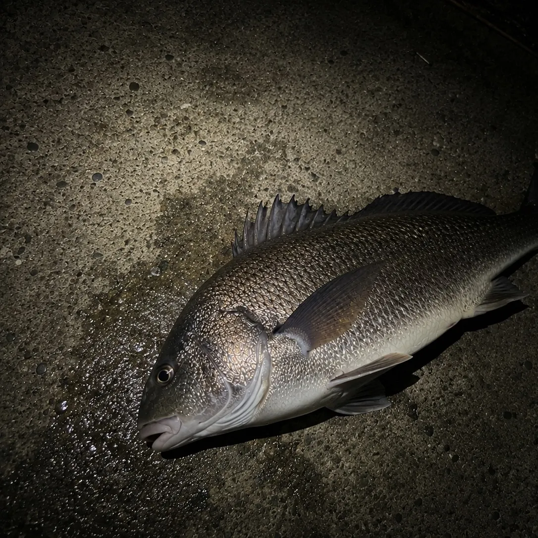 Freshwater drum caught on Fishbrain