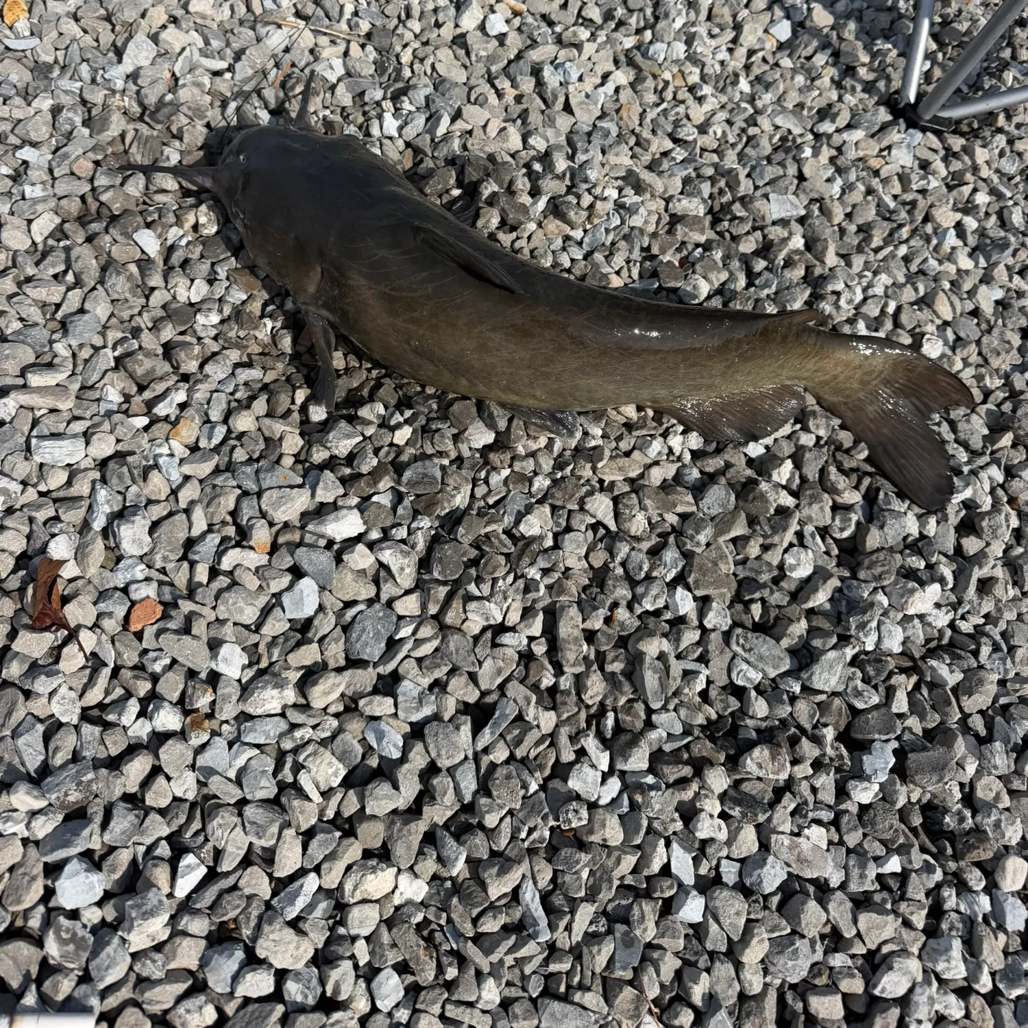 Channel catfish caught on Fishbrain