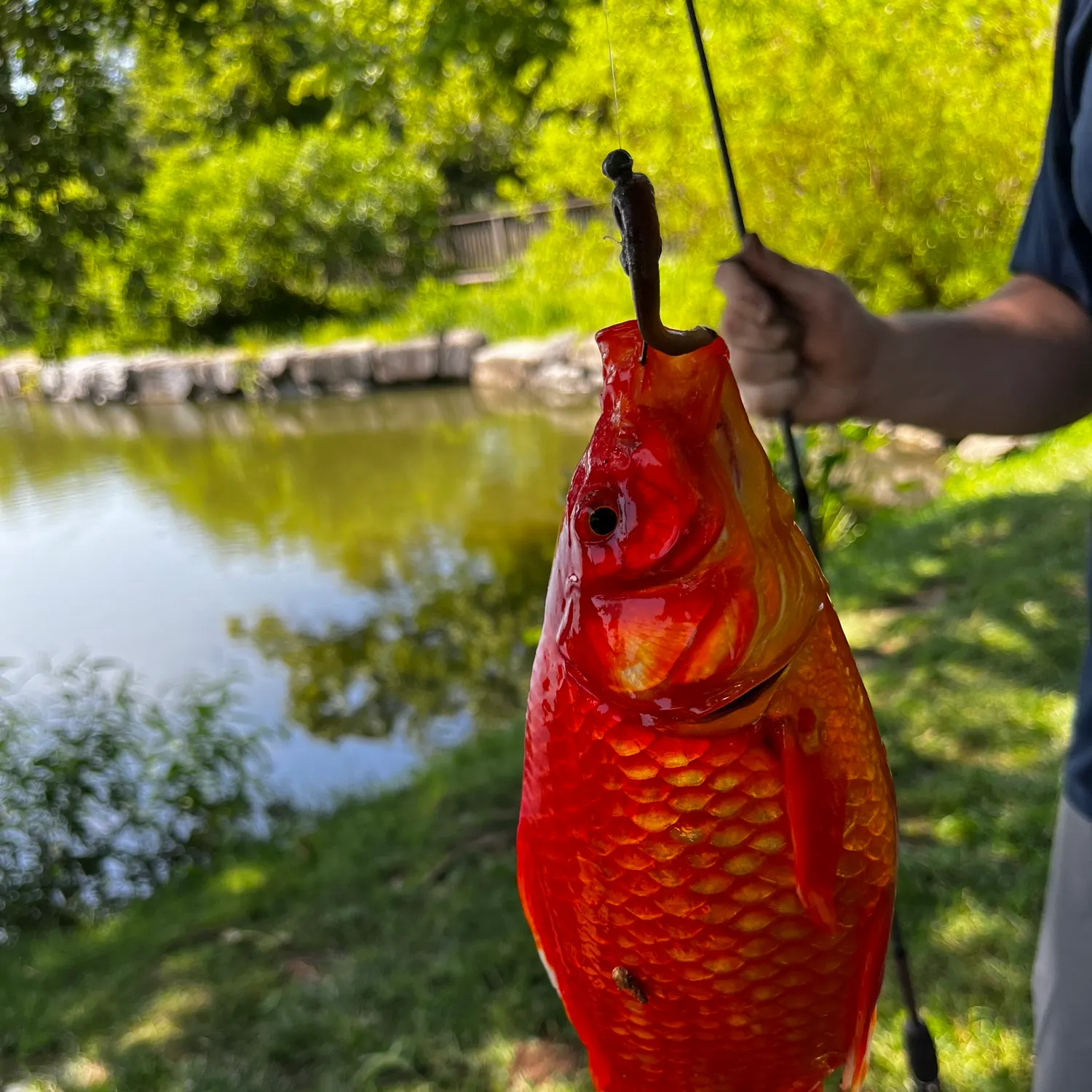 The most recent Goldfish catches on Fishbrain