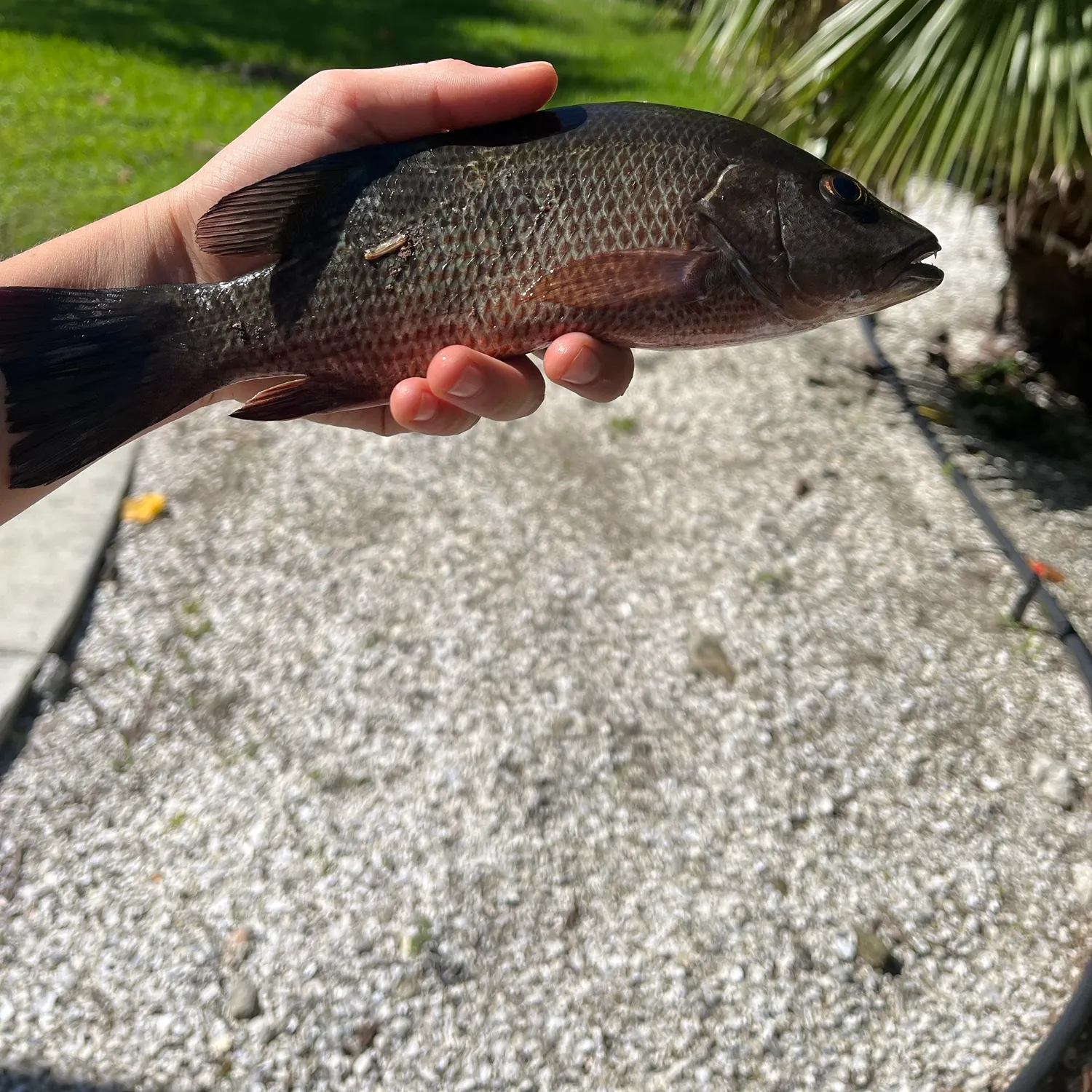 Mangrove snapper caught on Fishbrain