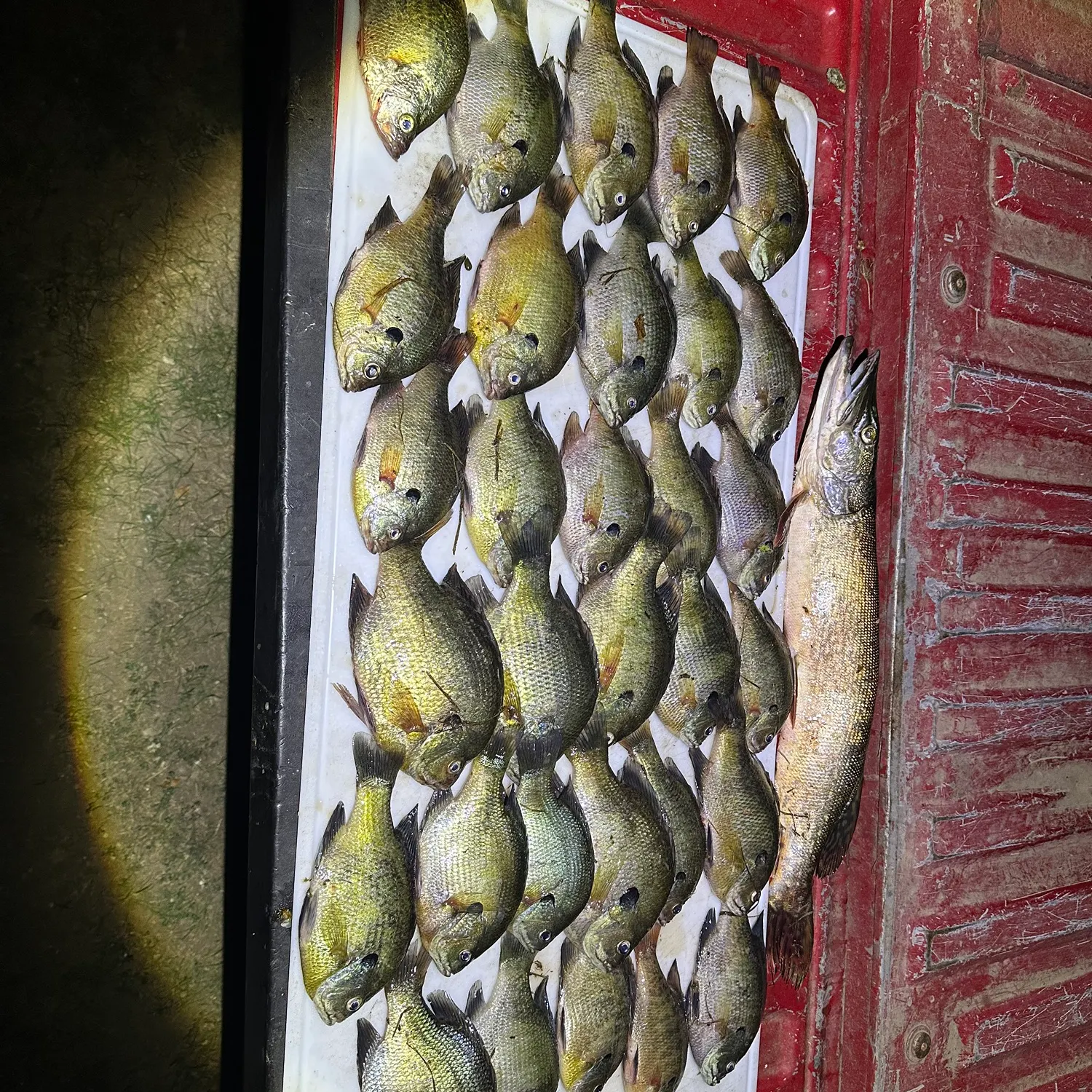 recently logged catches