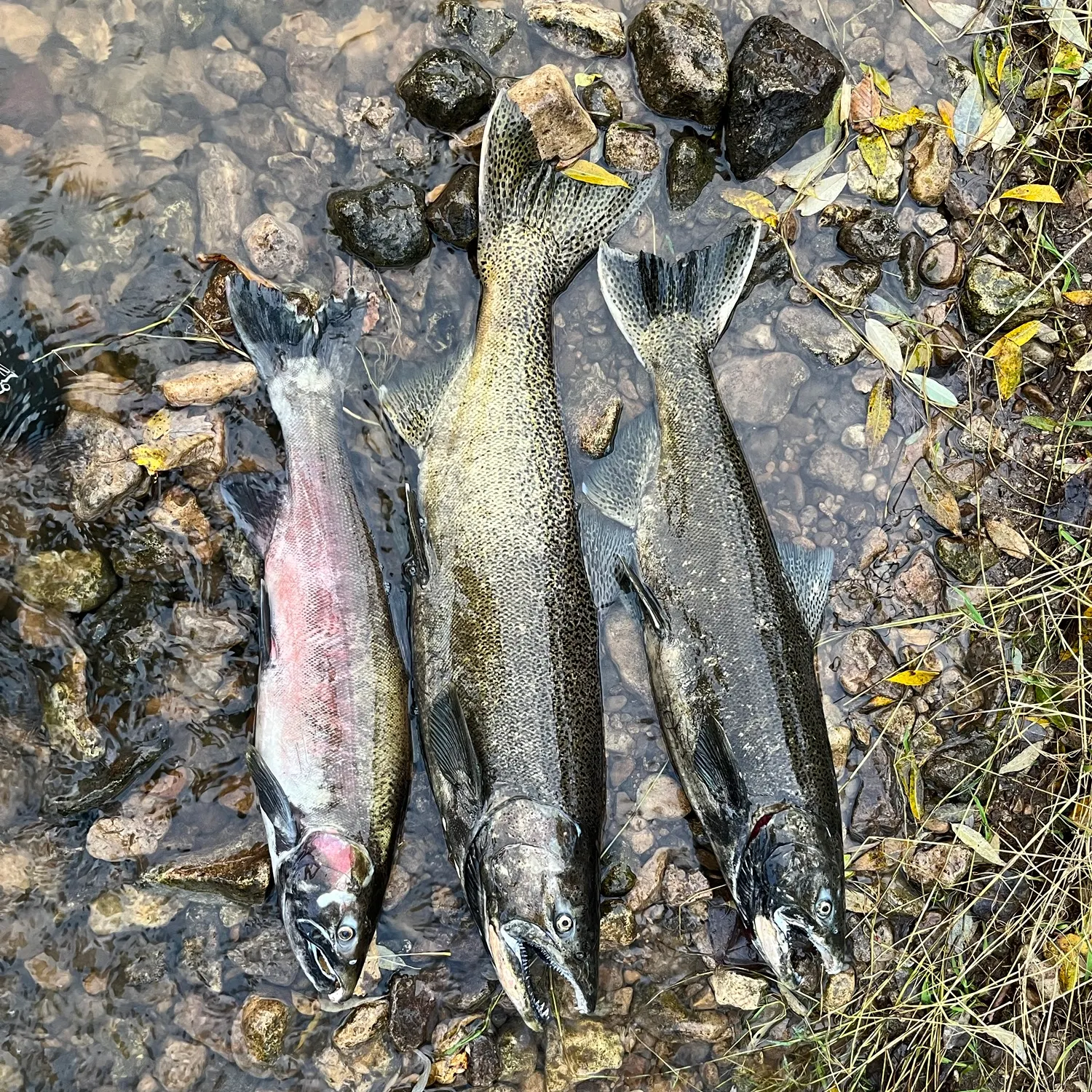 Chinook salmon caught on Fishbrain