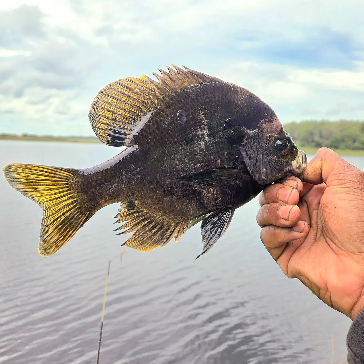 The most recent Coppernose bluegill catches on Fishbrain