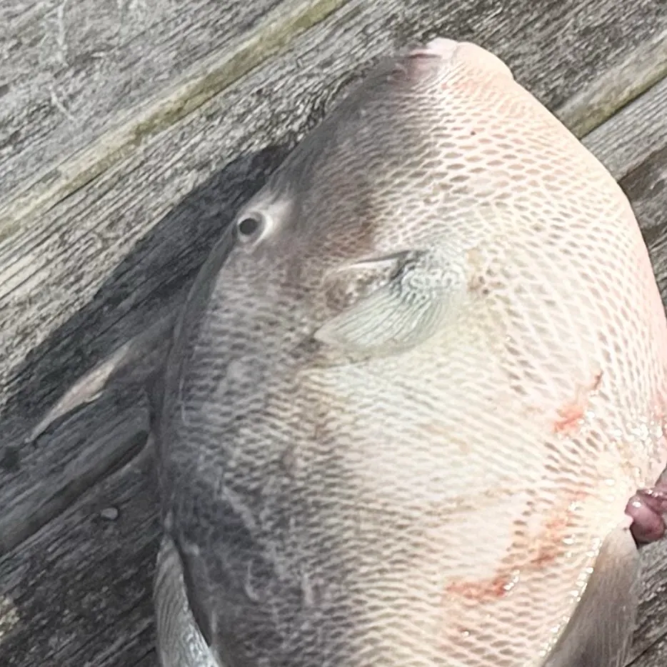 Grey triggerfish caught on Fishbrain