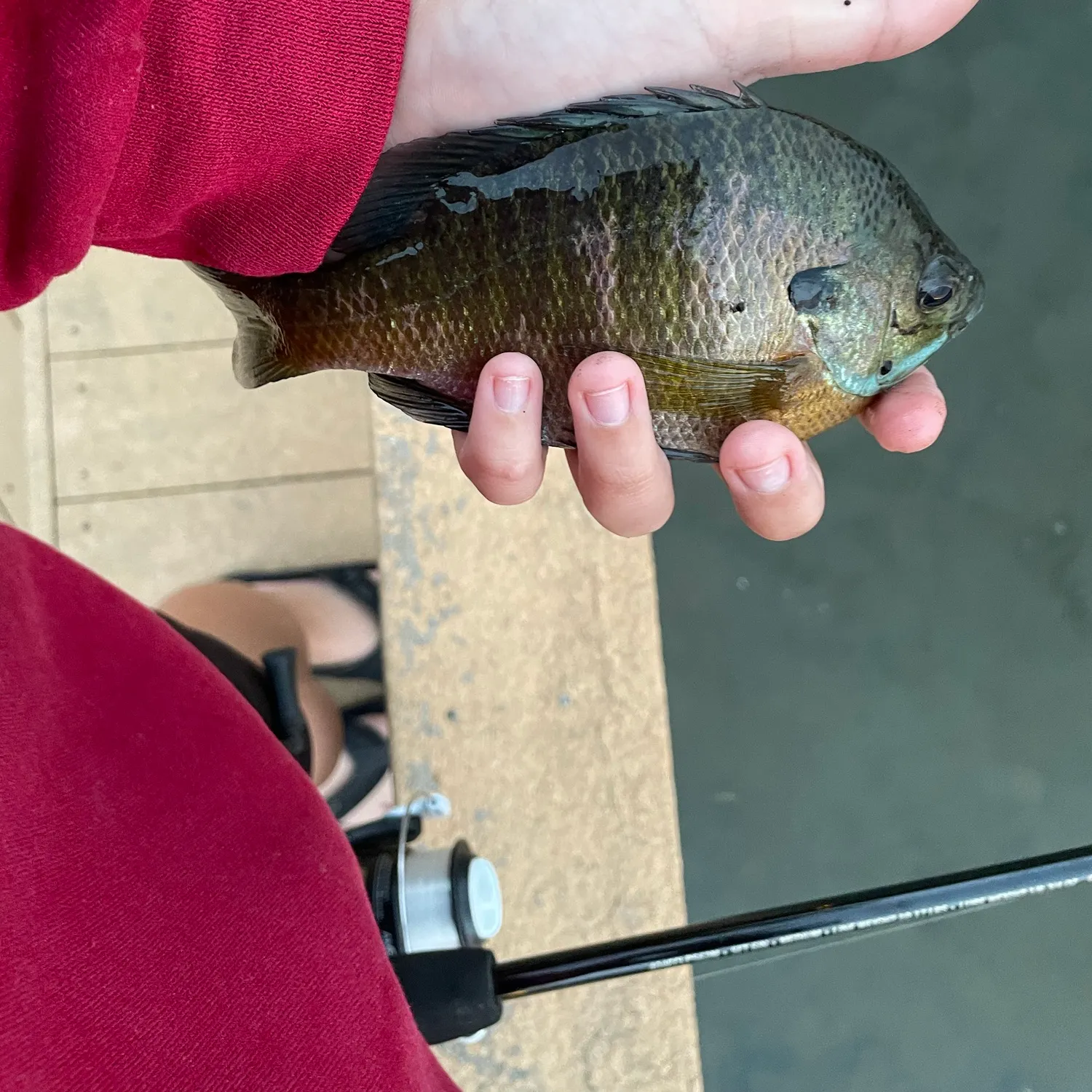 Bluegill caught on Fishbrain