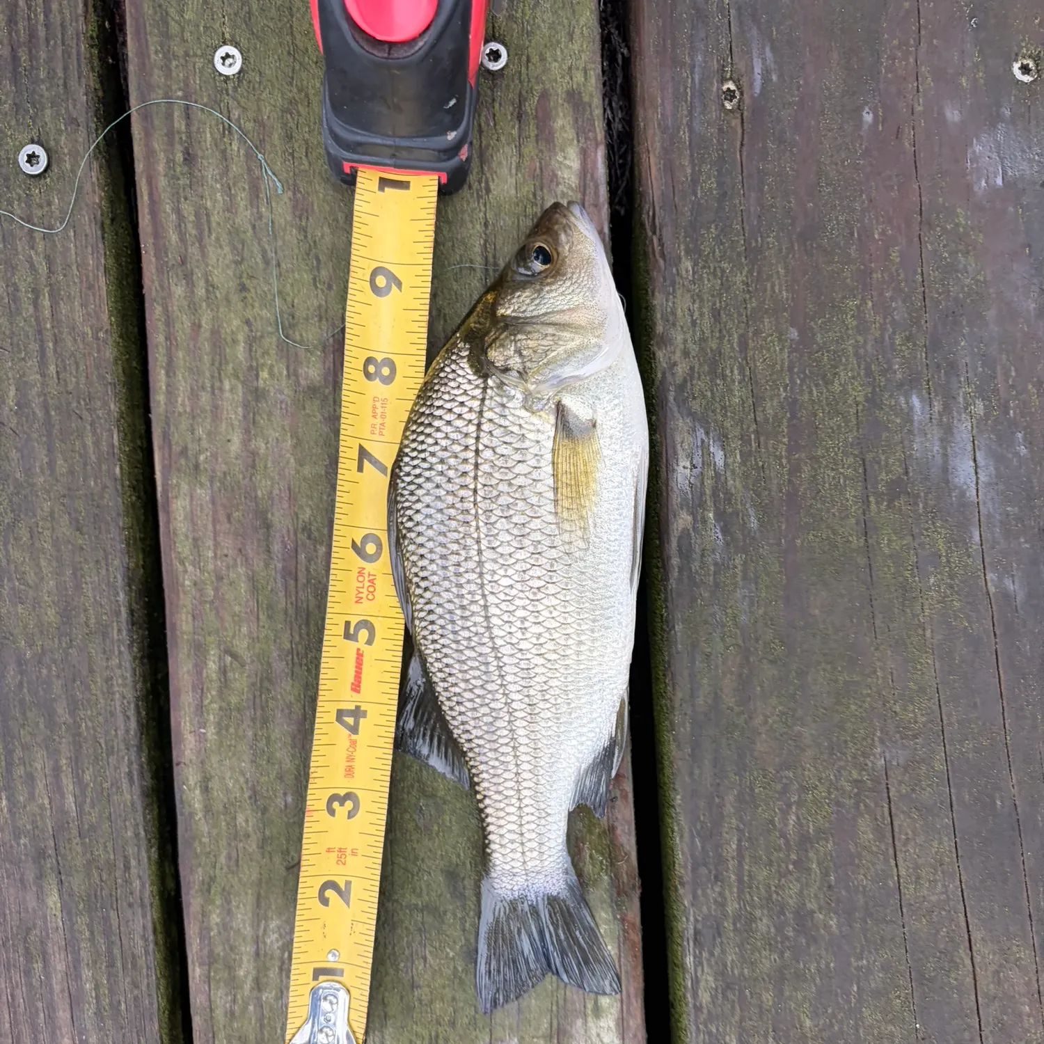 recently logged catches