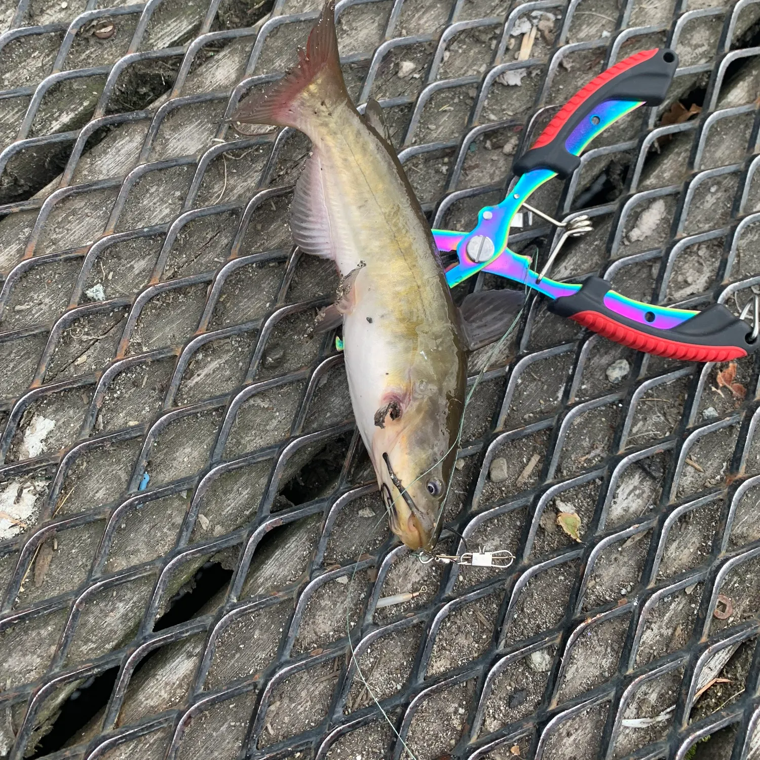 The most recent Black bullhead catches on Fishbrain