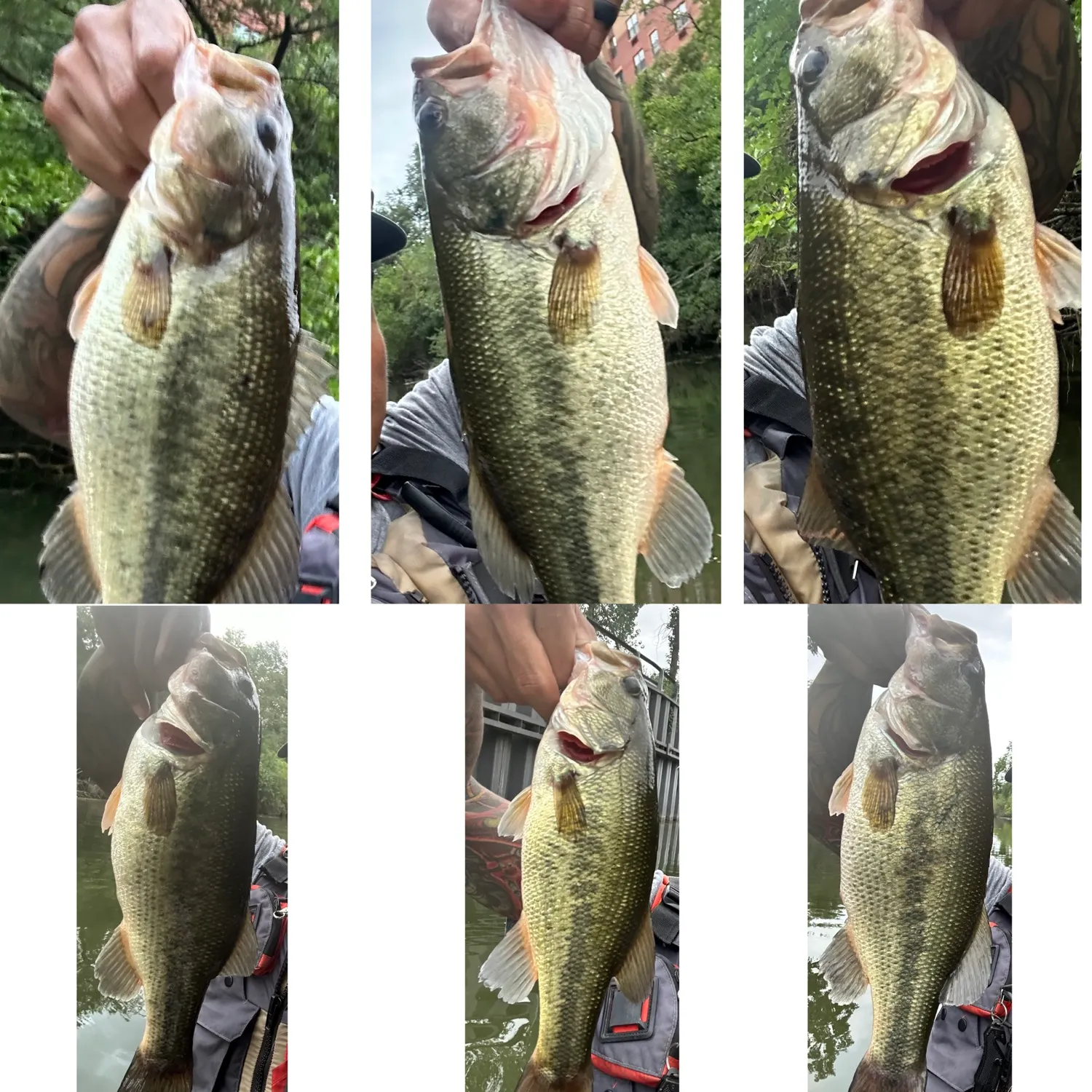 recently logged catches