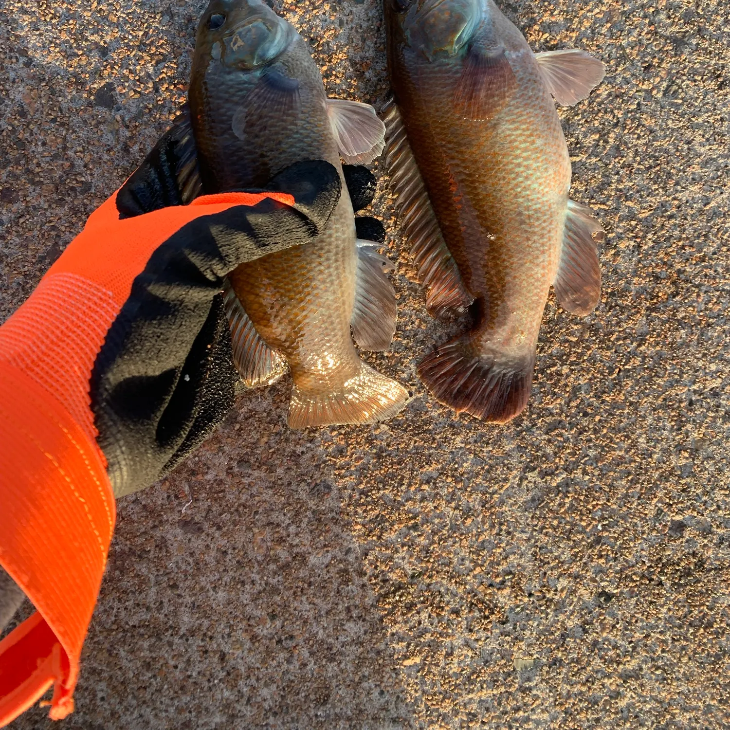 Cunner caught on Fishbrain