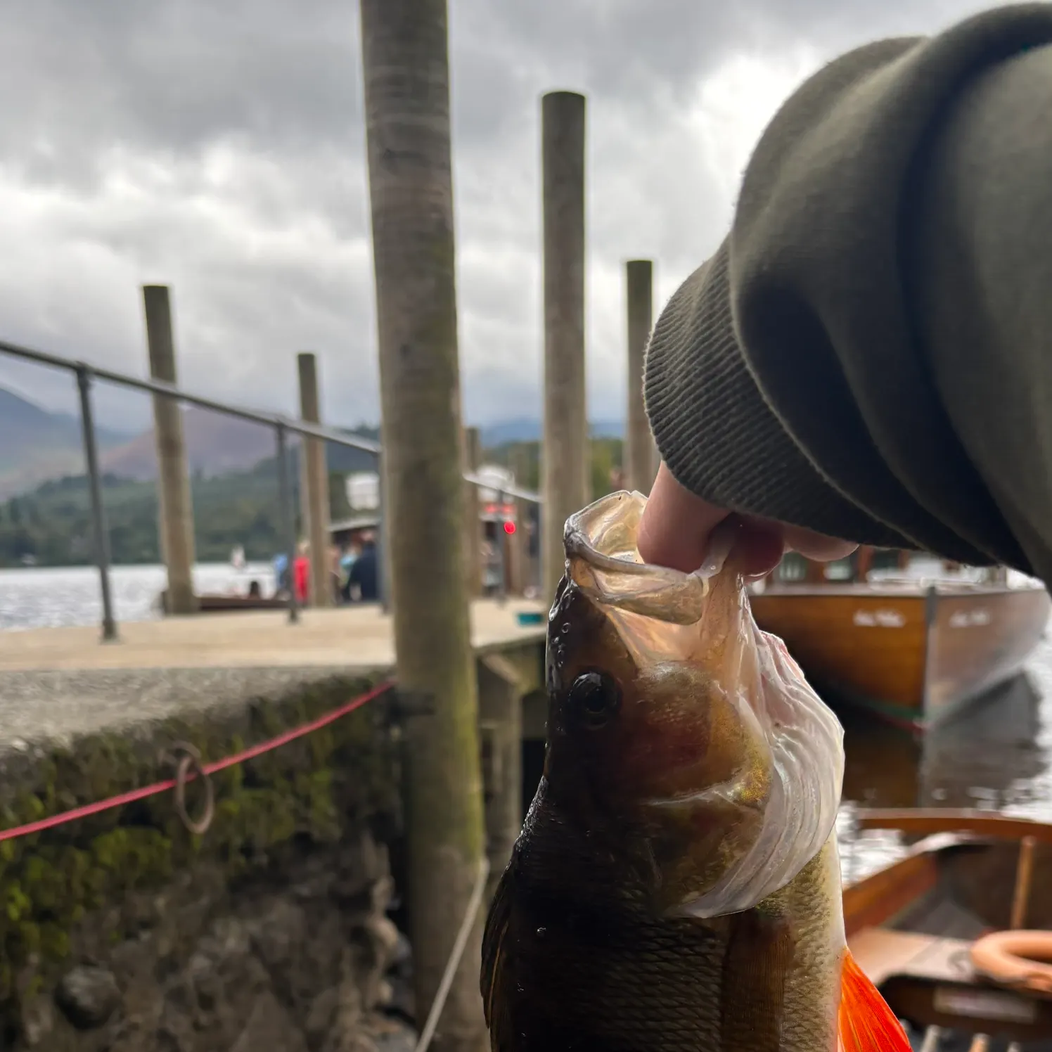 European perch caught on Fishbrain