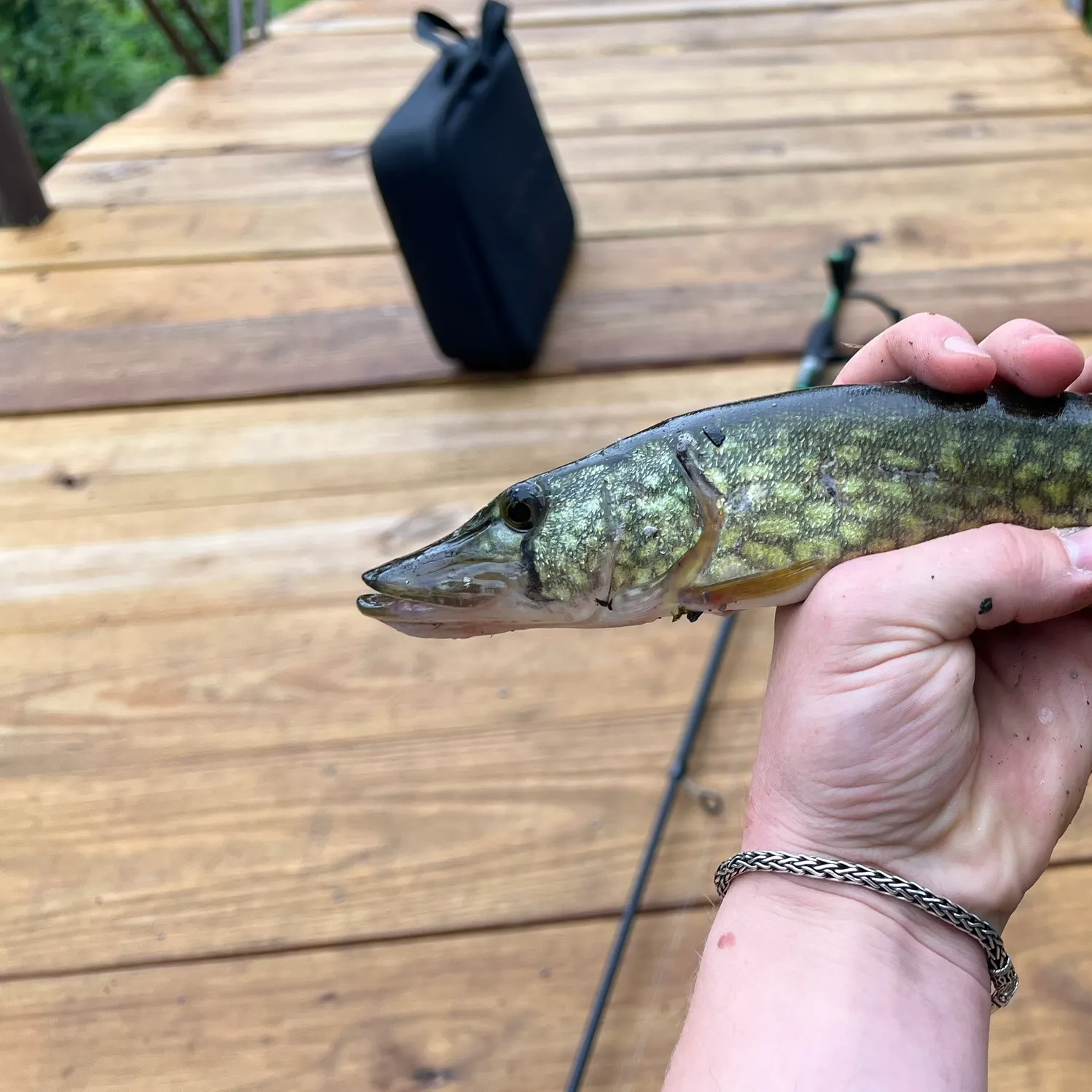 Chain pickerel caught on Fishbrain