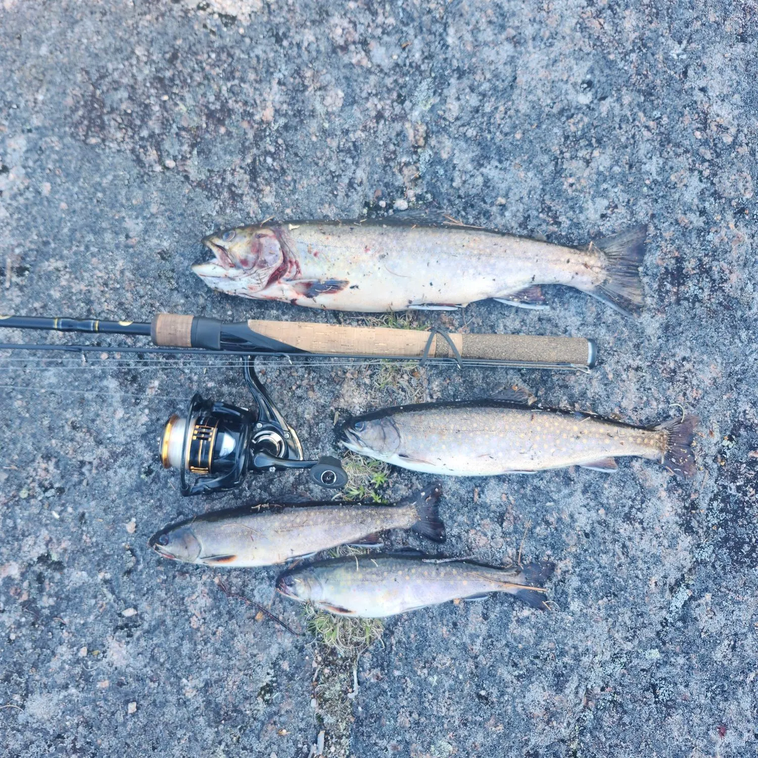 recently logged catches