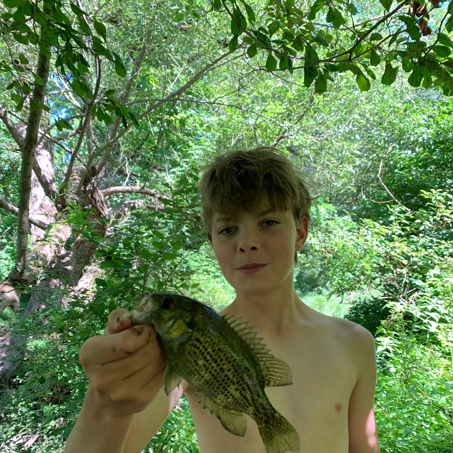 Rock bass caught on Fishbrain