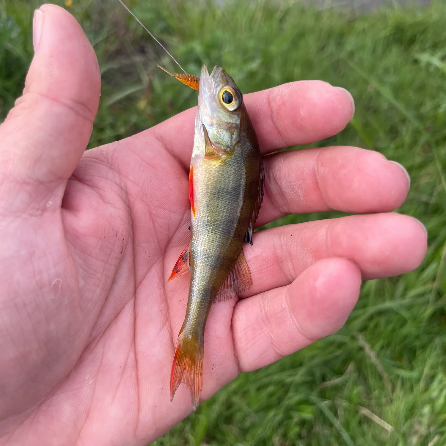 European perch caught on Fishbrain