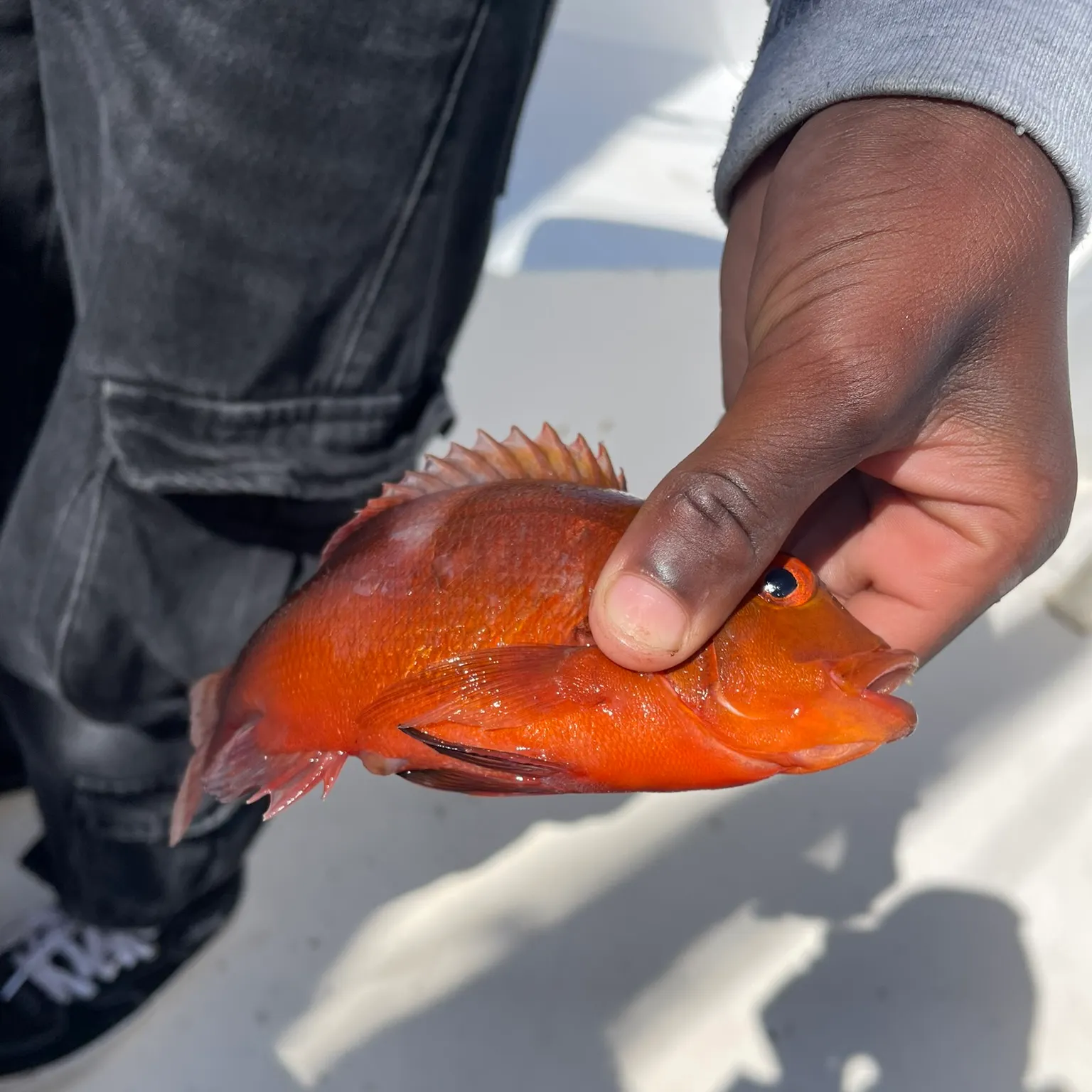 The most recent Roman seabream catches on Fishbrain
