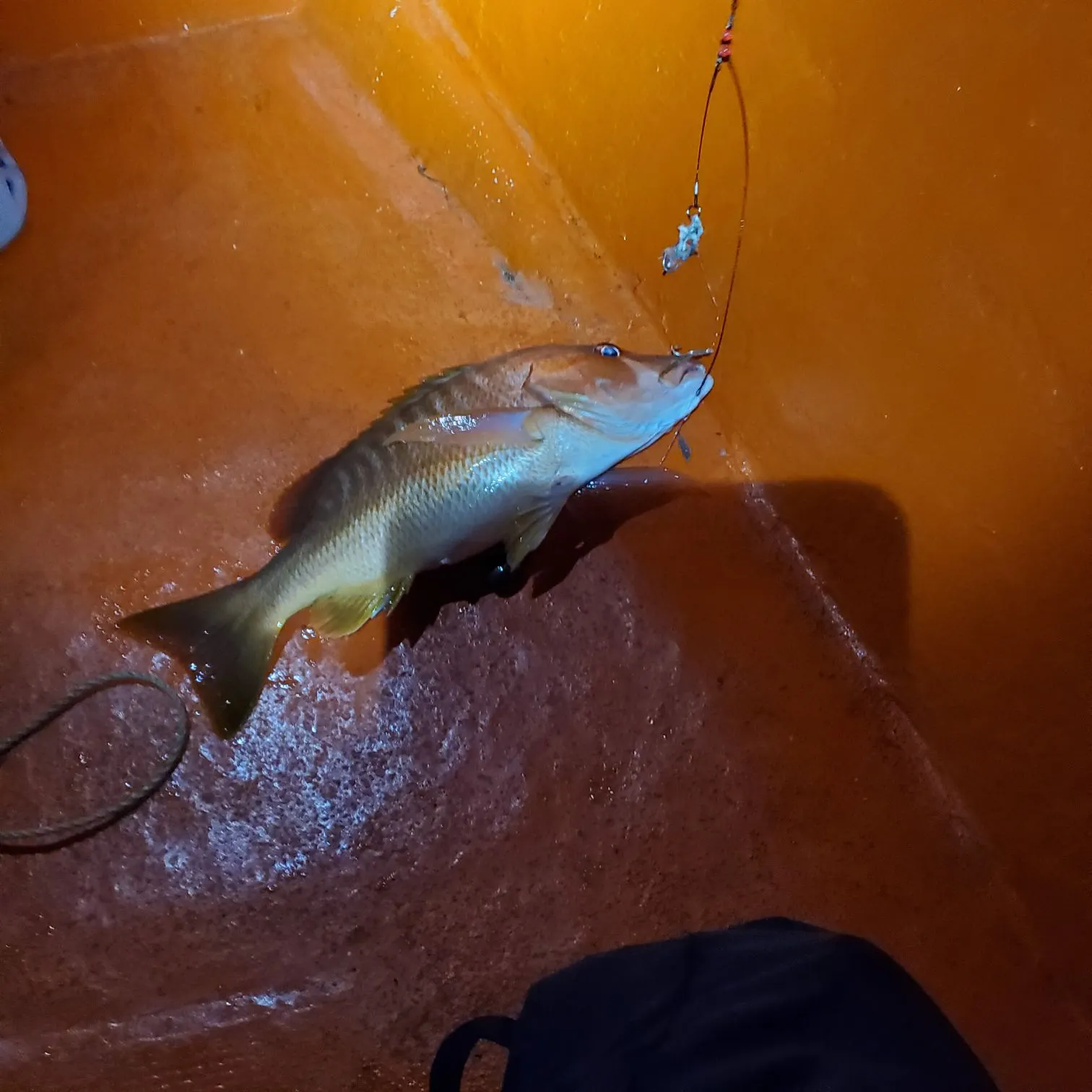 The most recent Mutton snapper catches on Fishbrain