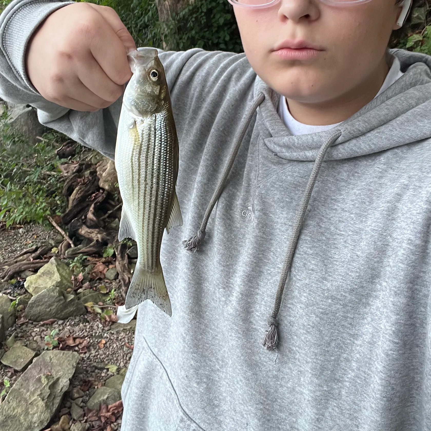 Striped bass caught on Fishbrain
