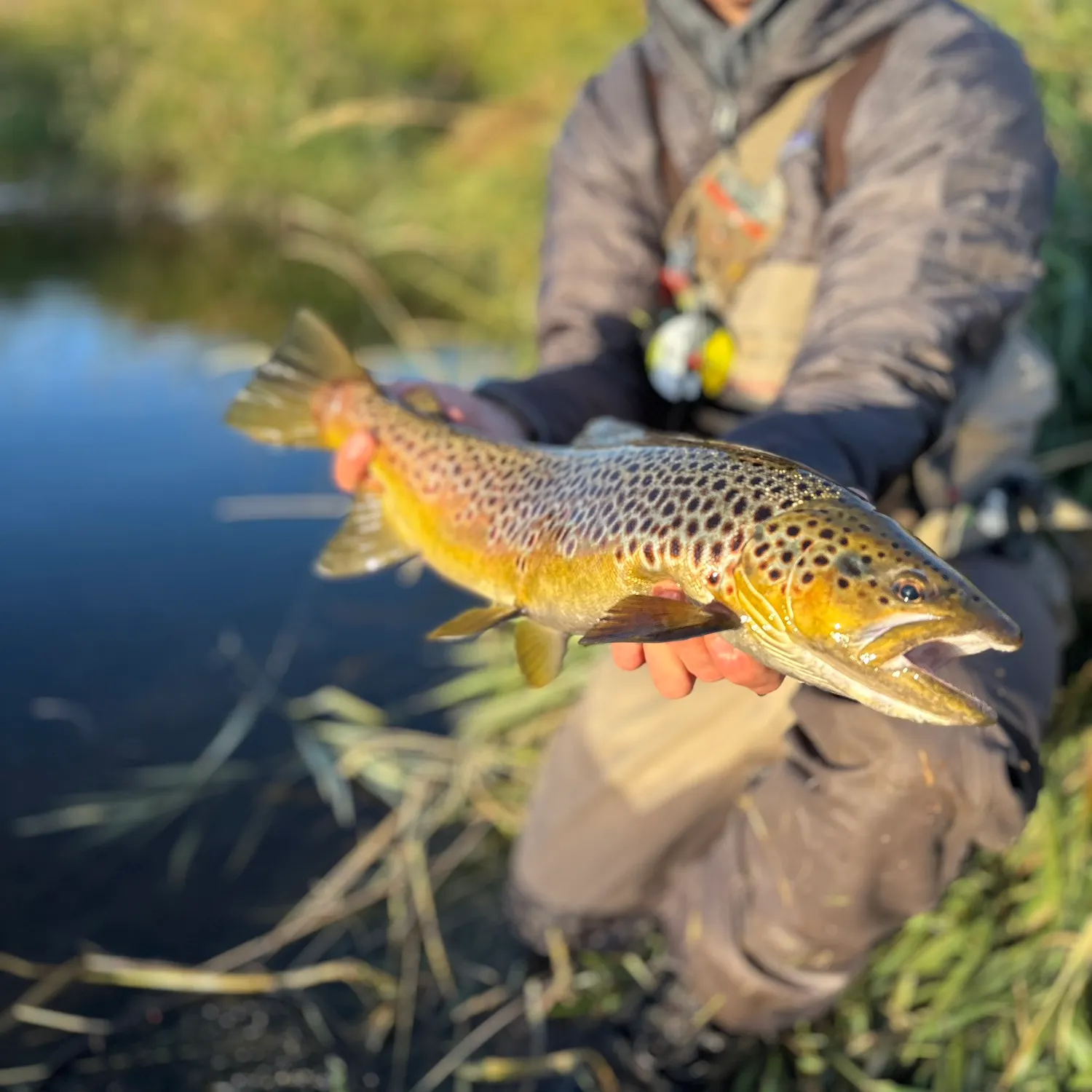 Brown trout caught on Fishbrain