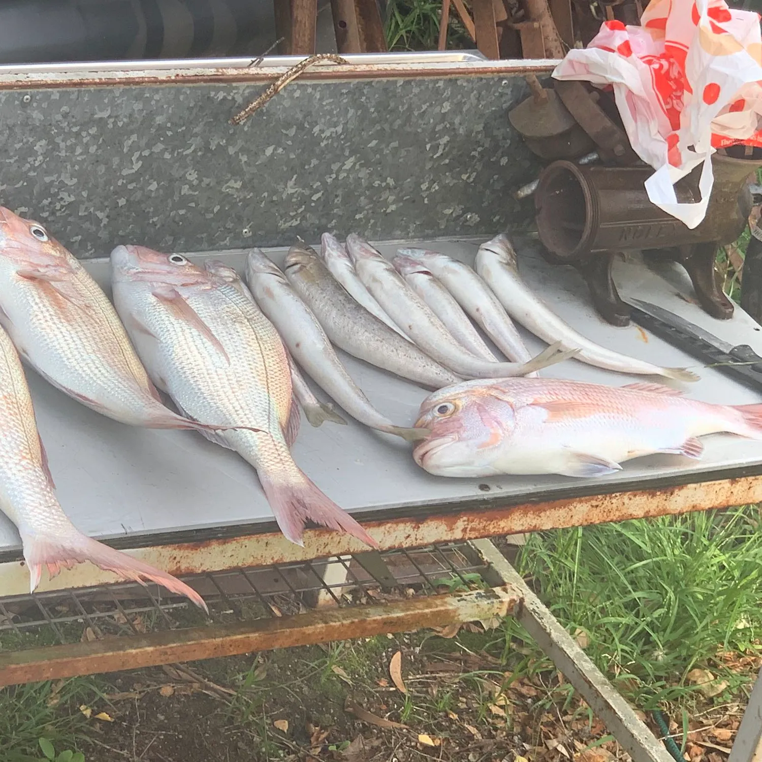 recently logged catches