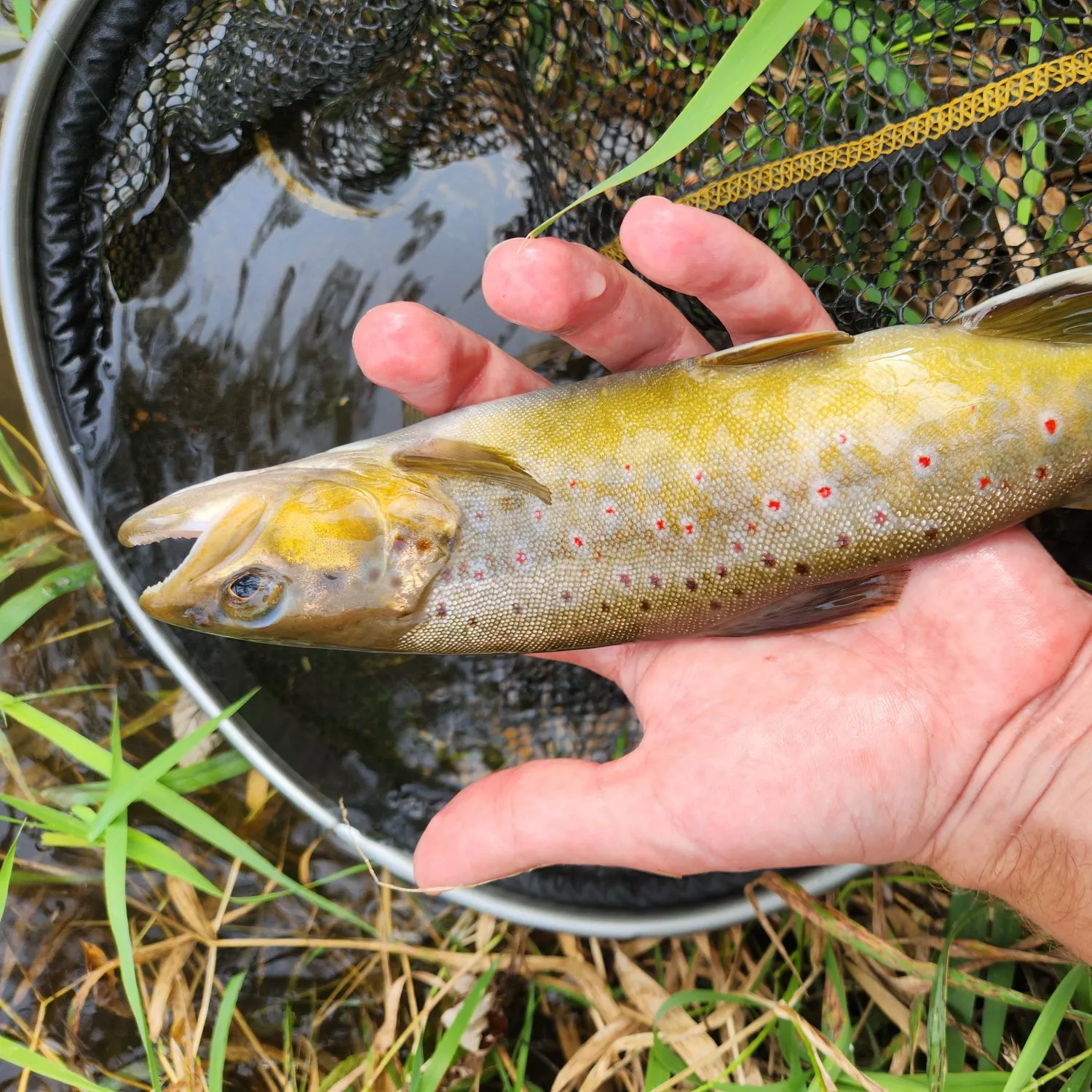 Brown trout caught on Fishbrain