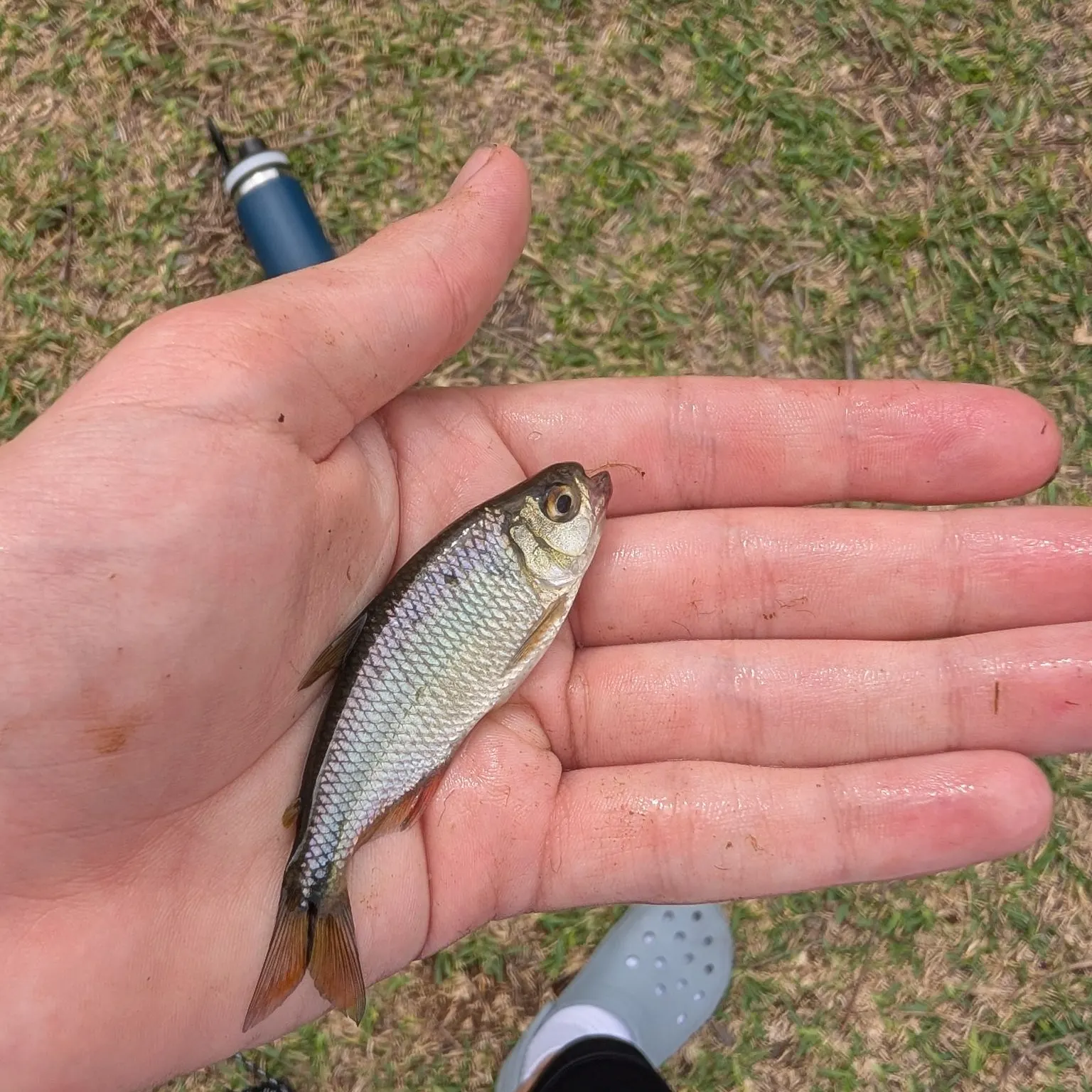 The most recent Texan tetra catches on Fishbrain