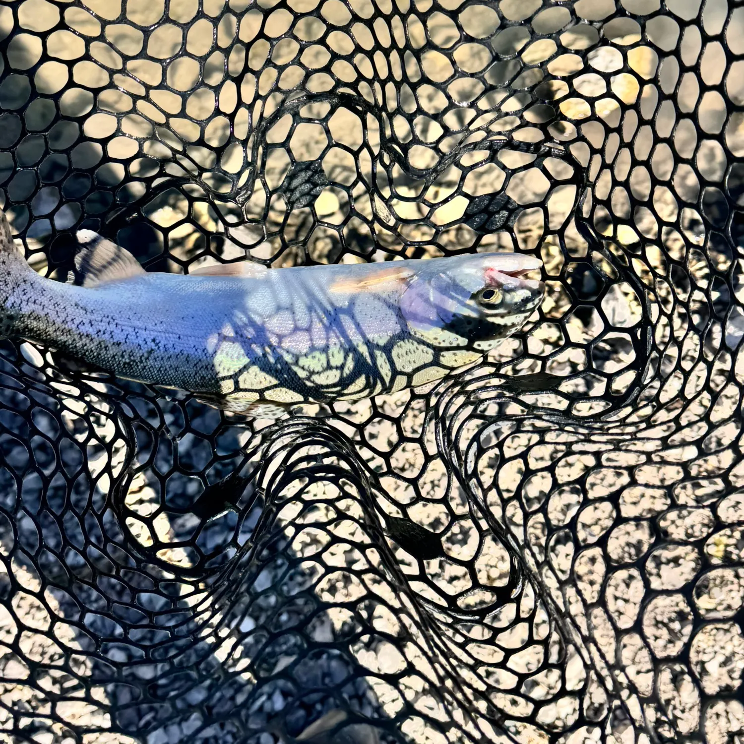 Rainbow trout caught on Fishbrain