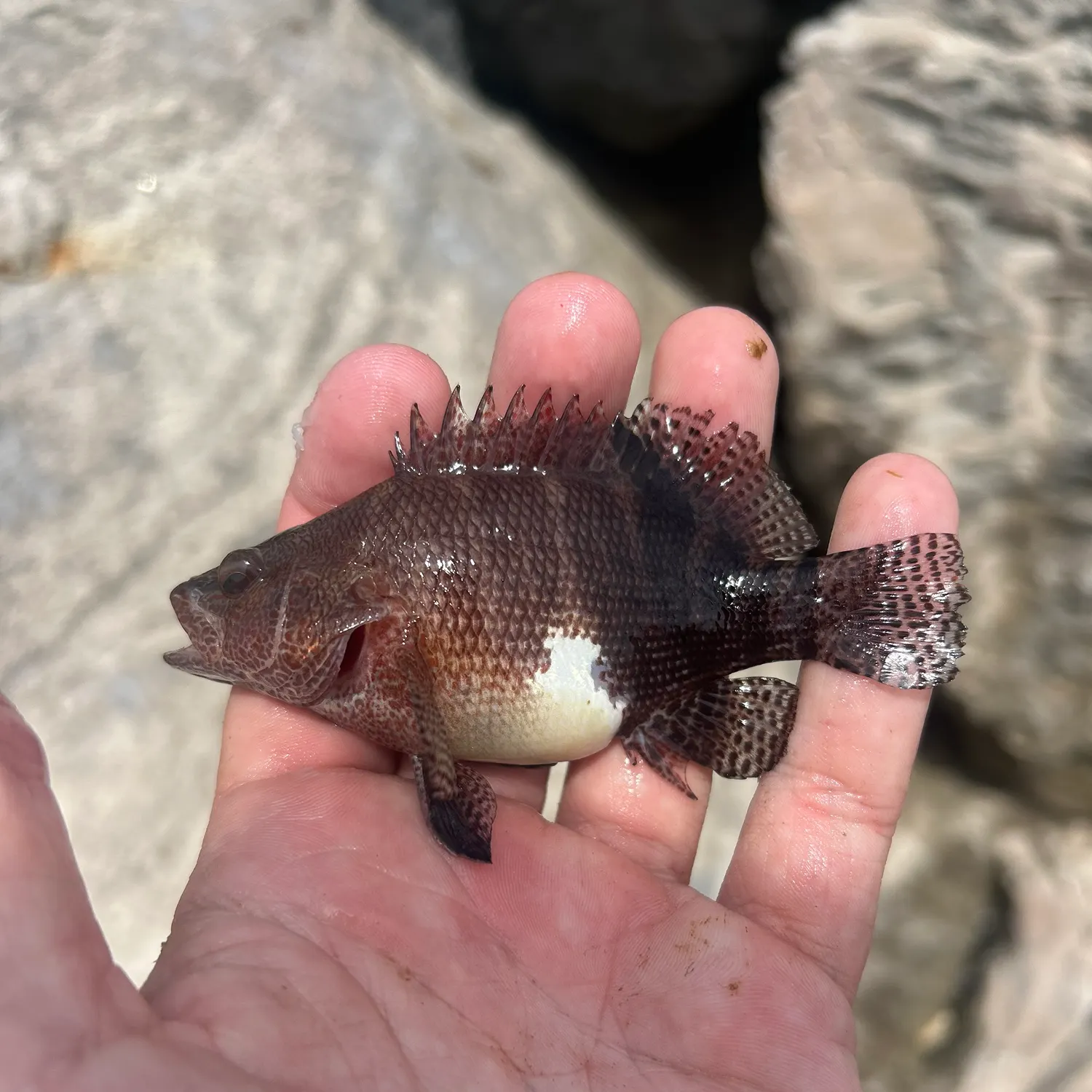 The most recent Belted sandfish catches on Fishbrain