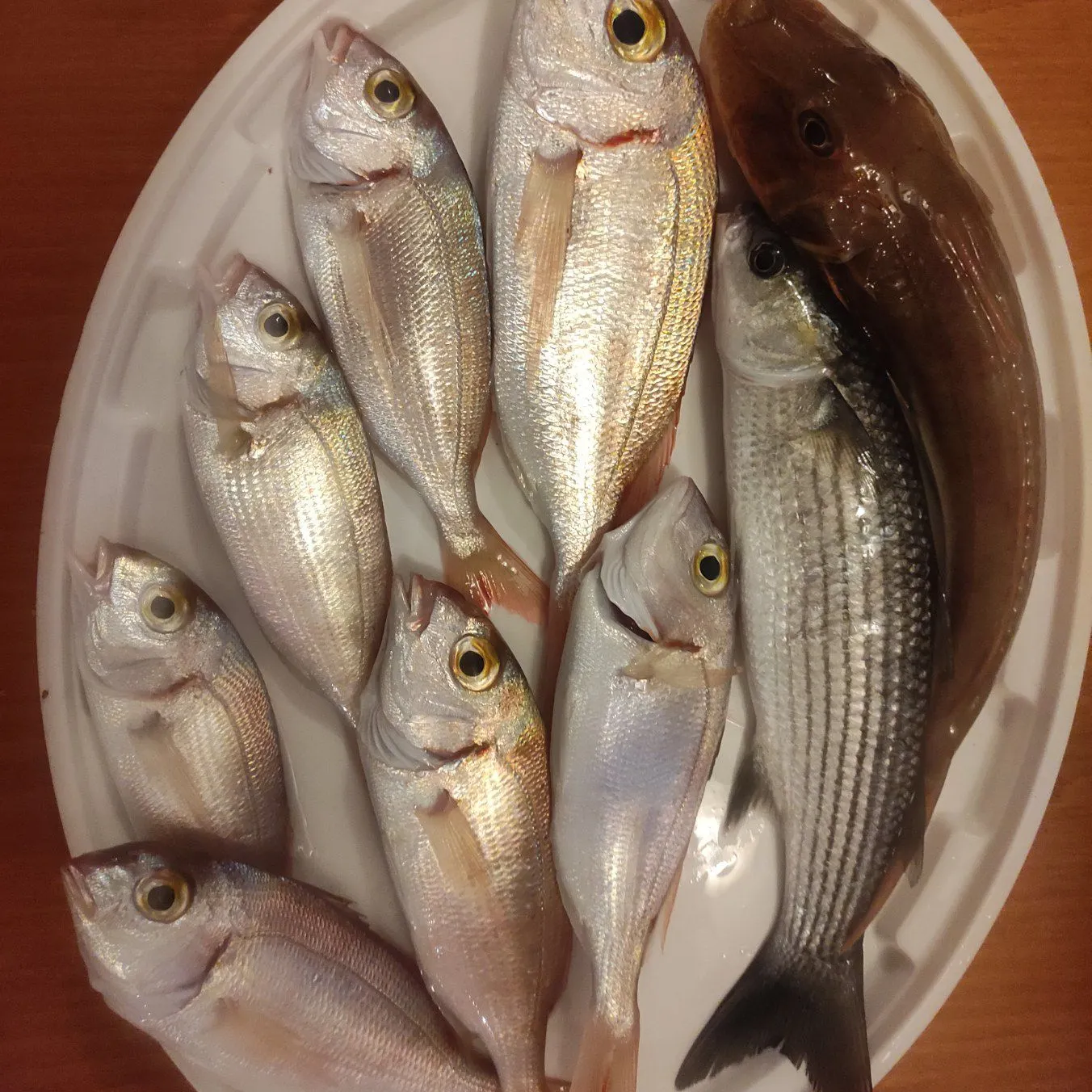 The most recent Thicklip grey mullet catches on Fishbrain