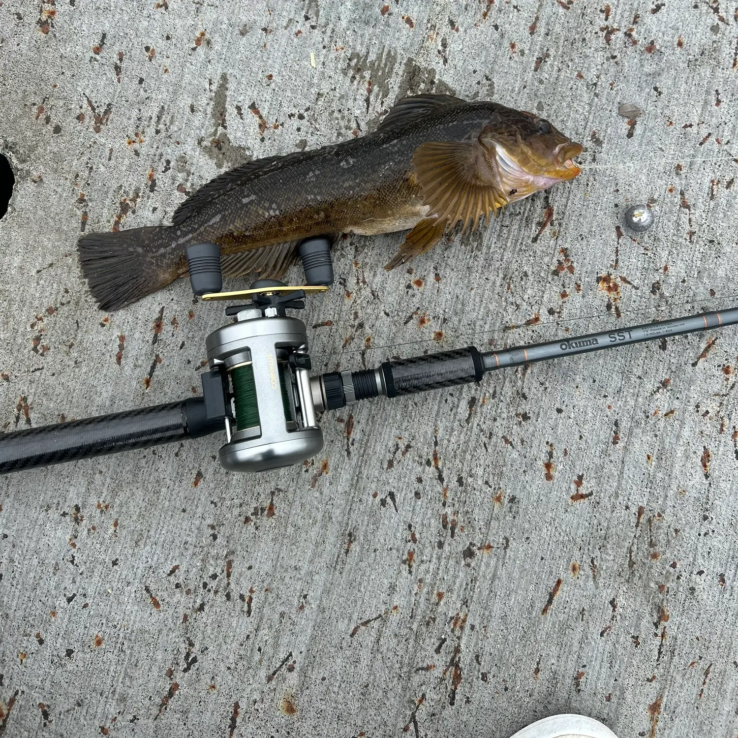 The most recent Kelp greenling catches on Fishbrain