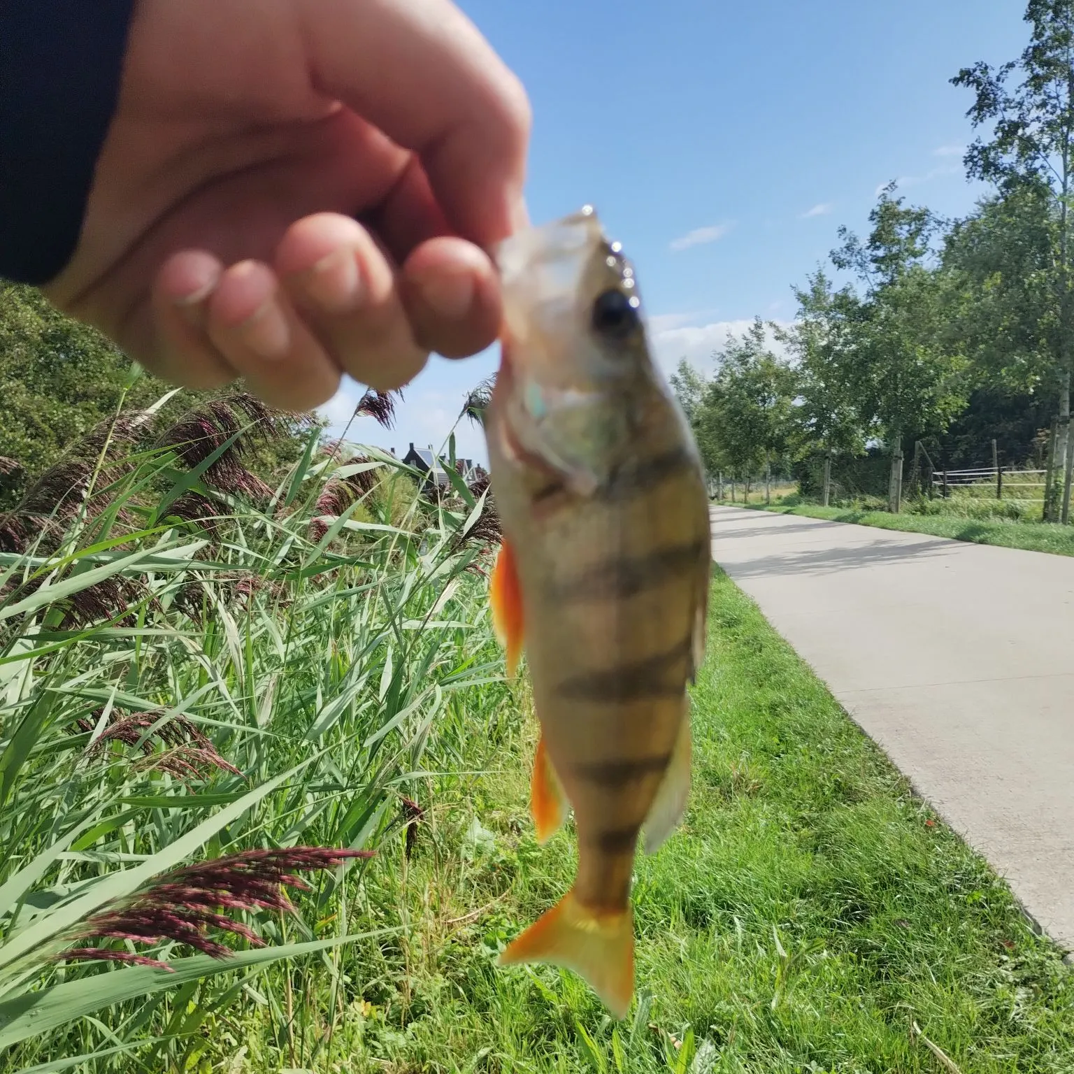 European perch caught on Fishbrain