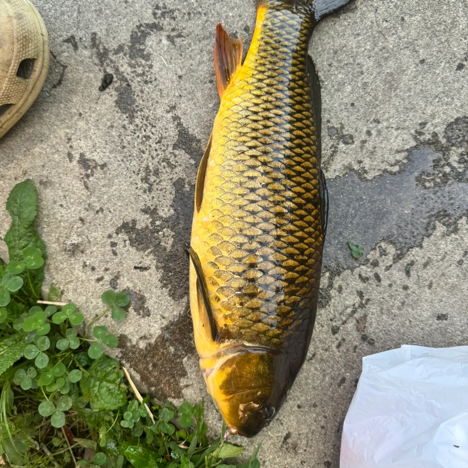 Common carp caught on Fishbrain