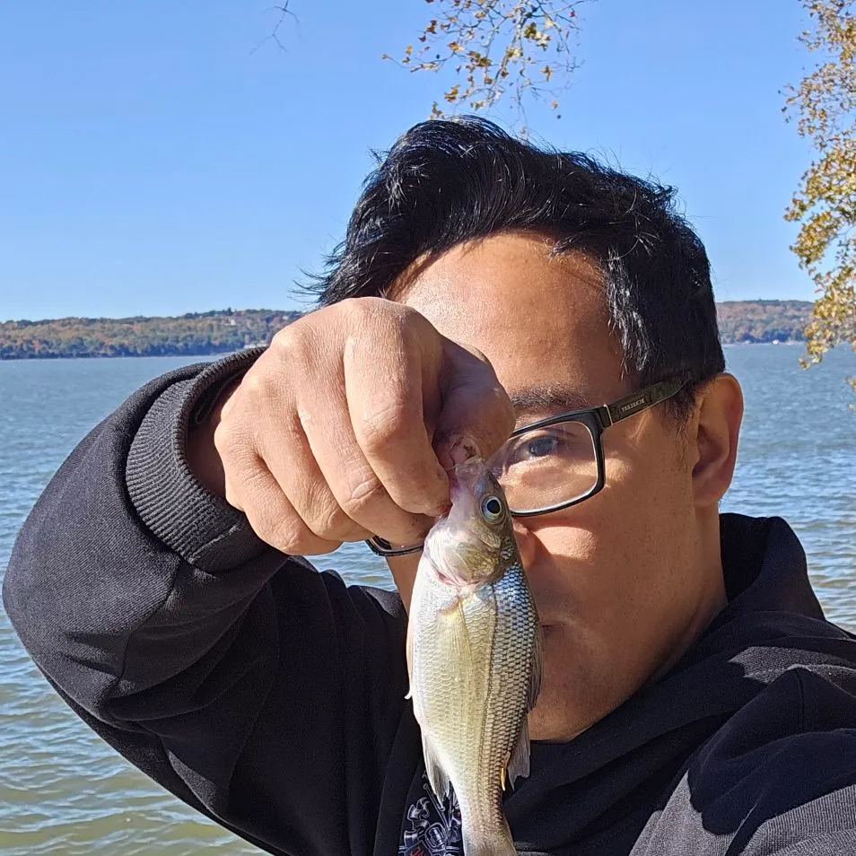 White perch caught on Fishbrain