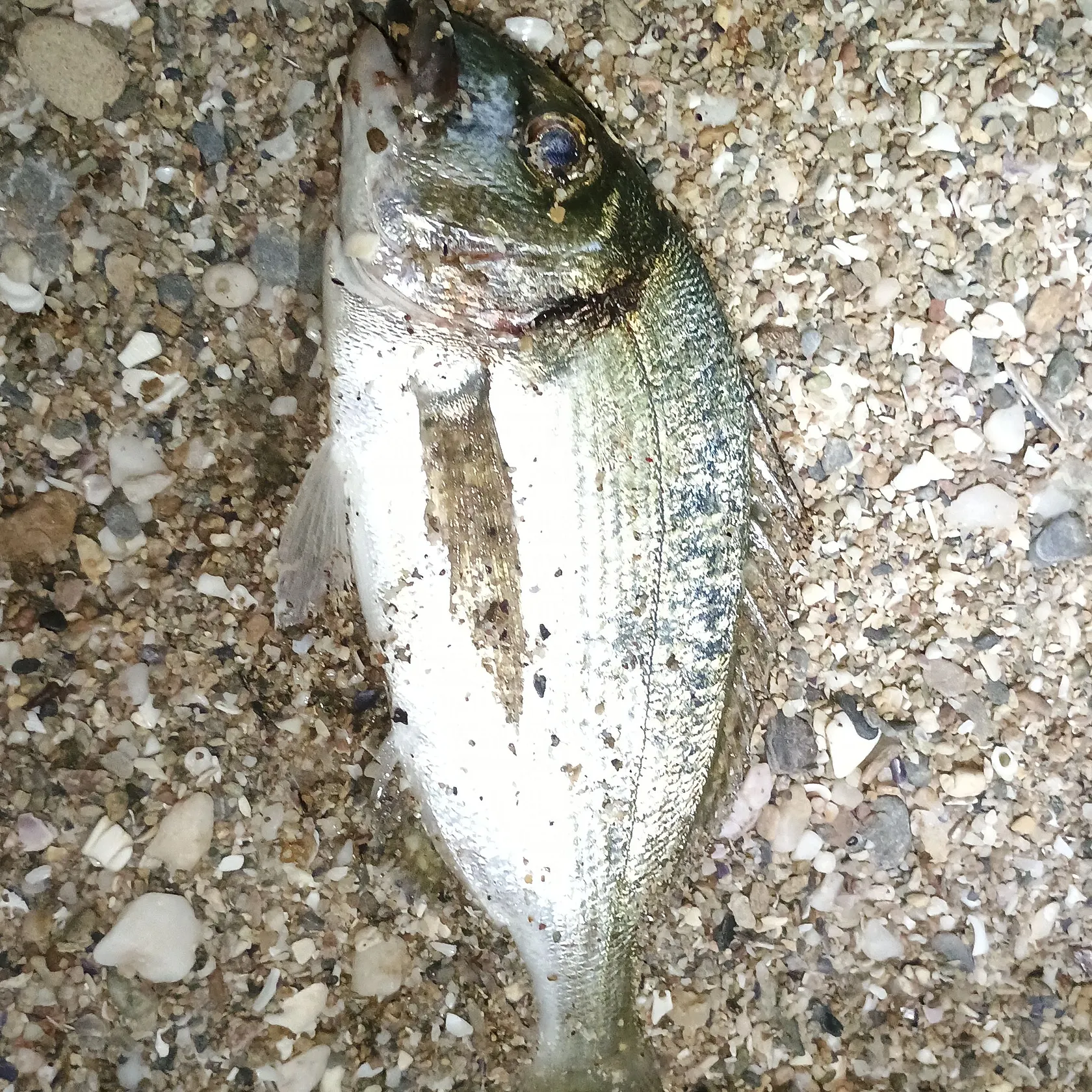 The most recent Gilthead seabream catches on Fishbrain