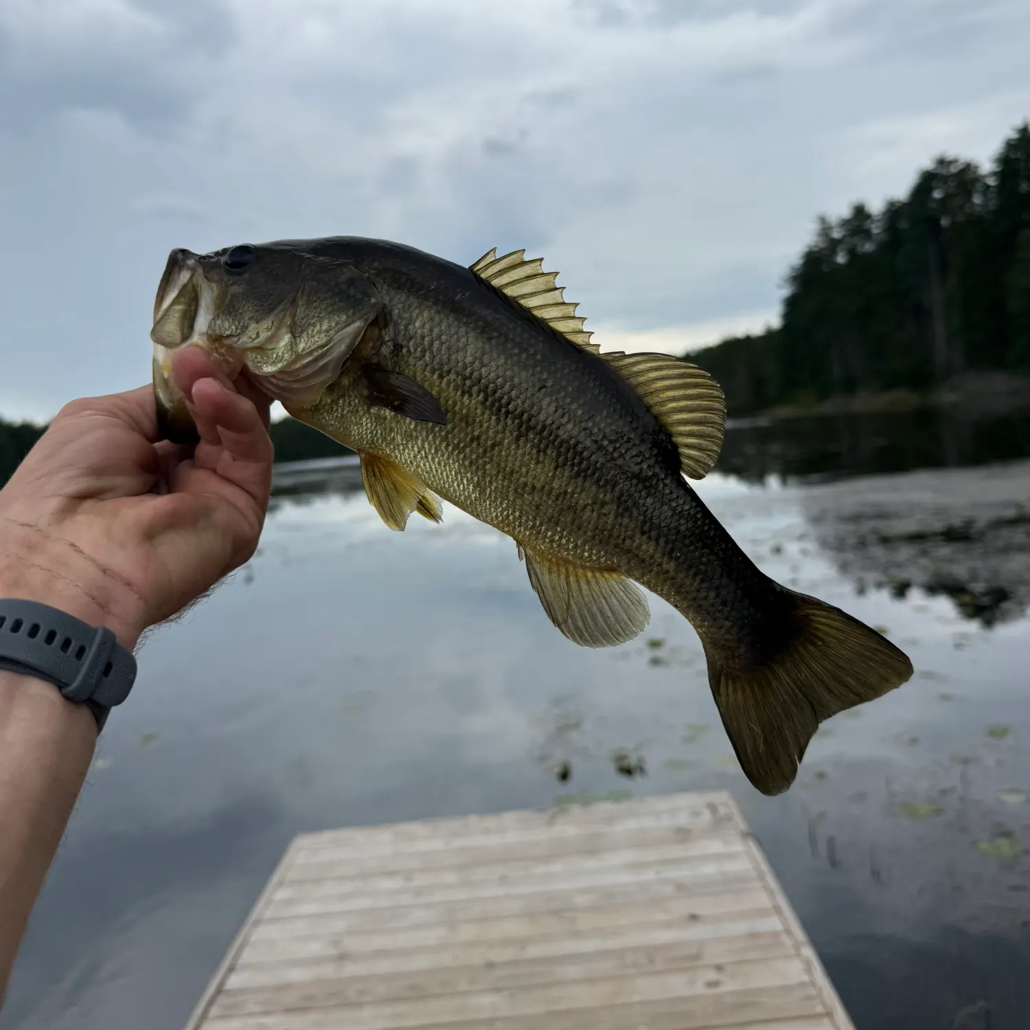 Largemouth bass caught on Fishbrain