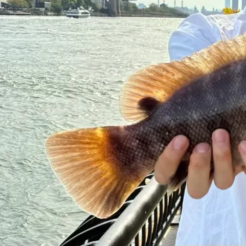 Tautog caught on Fishbrain
