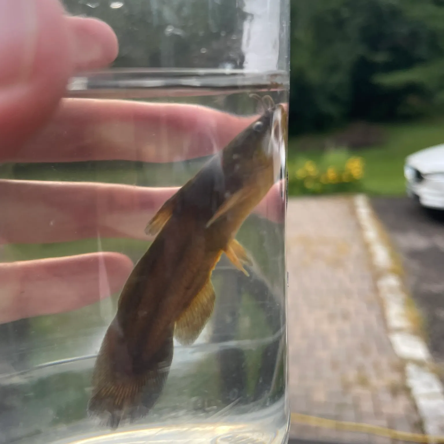 The most recent Tadpole madtom catches on Fishbrain