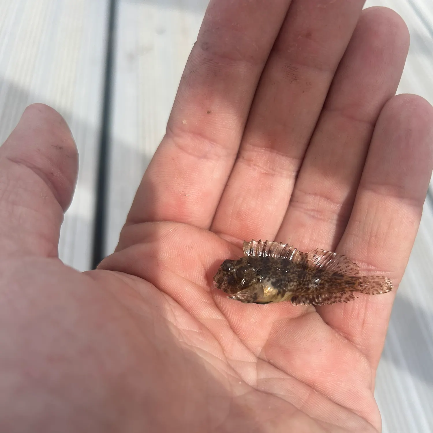 The most recent Feather blenny catches on Fishbrain