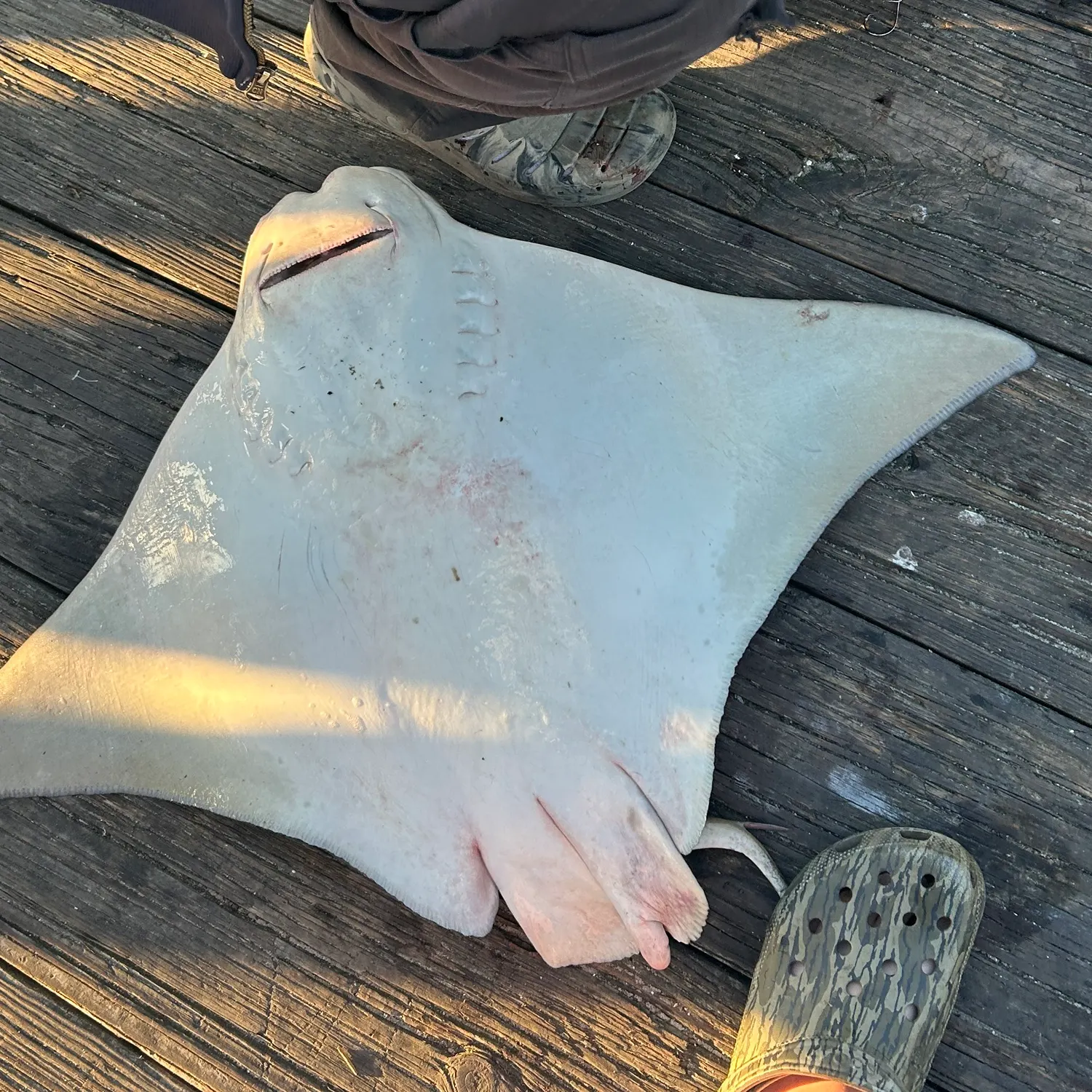 The most recent Flapnose ray catches on Fishbrain