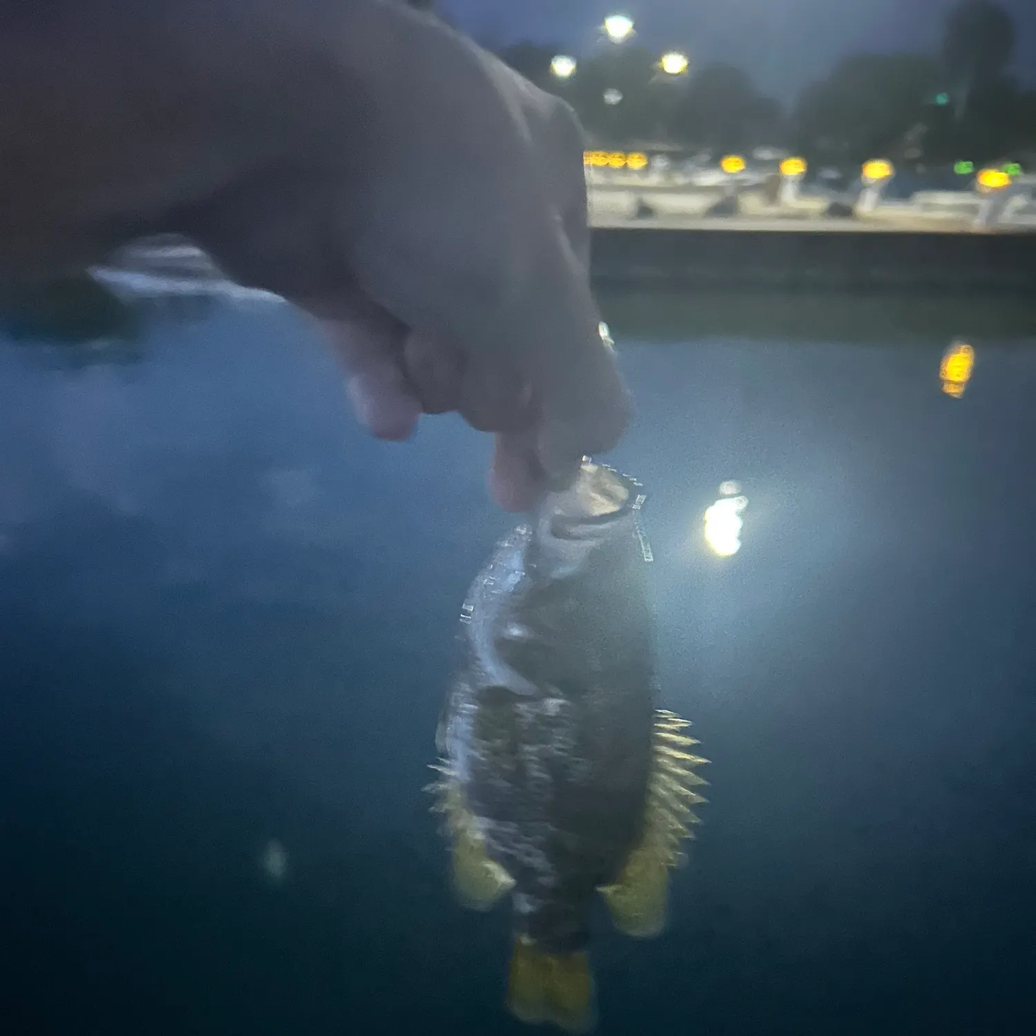 Rock bass caught on Fishbrain