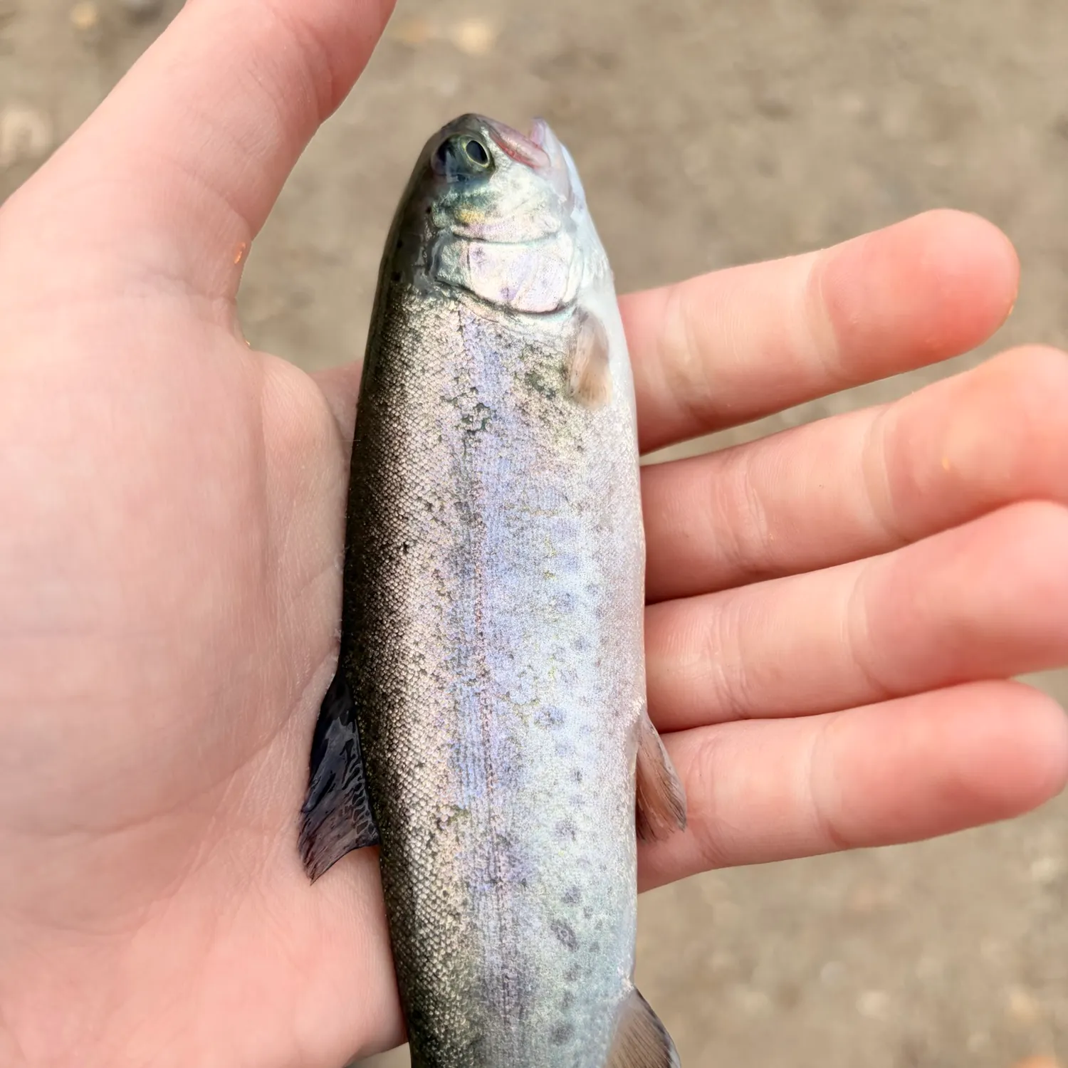 Rainbow trout caught on Fishbrain