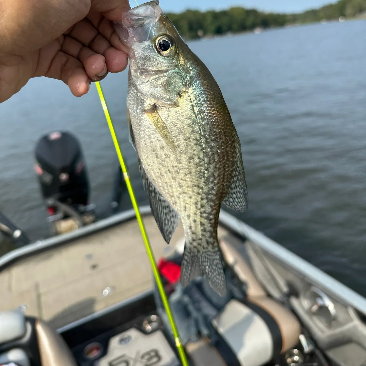 Black crappie caught on Fishbrain